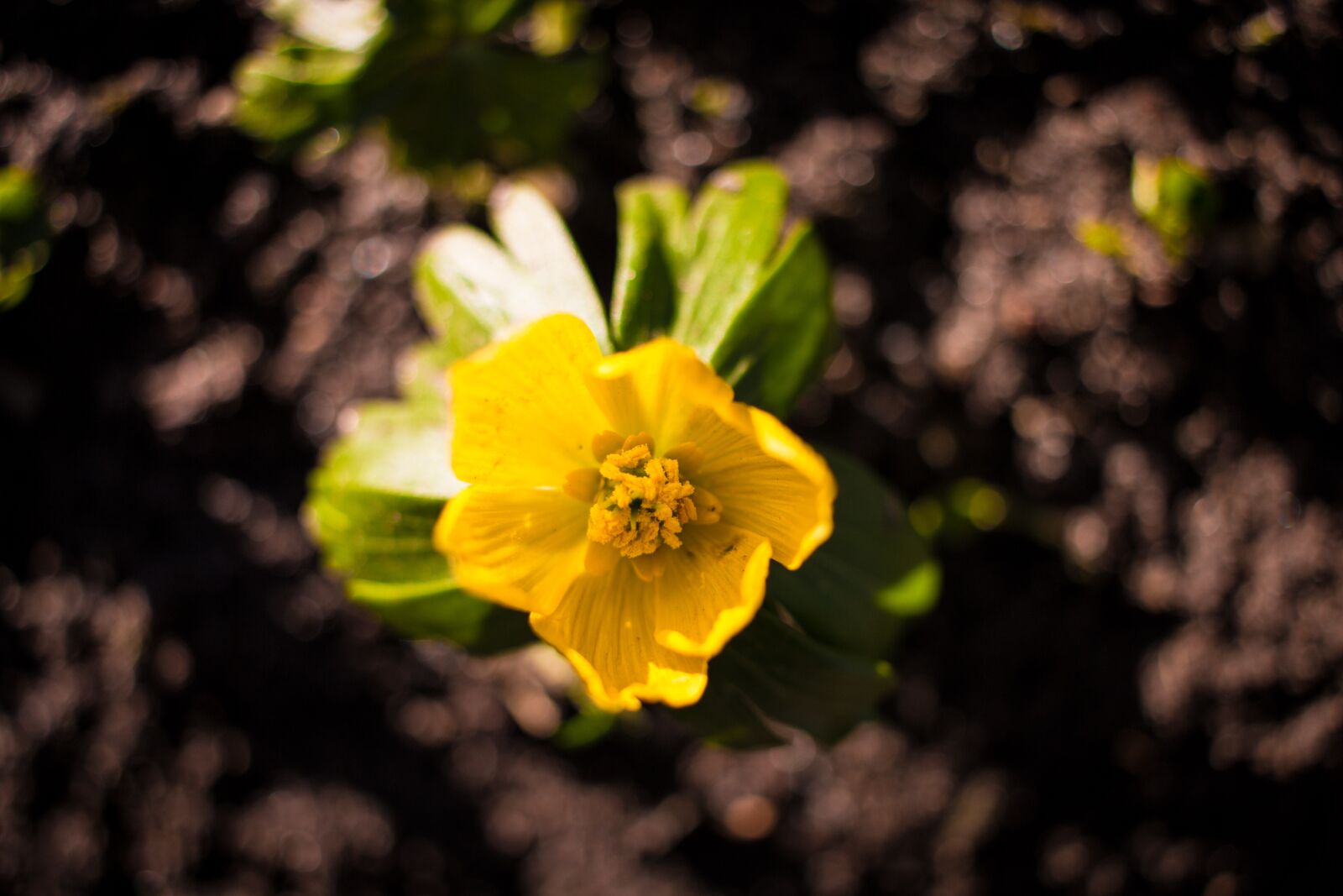 Canon EF-S 24mm F2.8 STM sample photo. Spring flower, yellow, green photography
