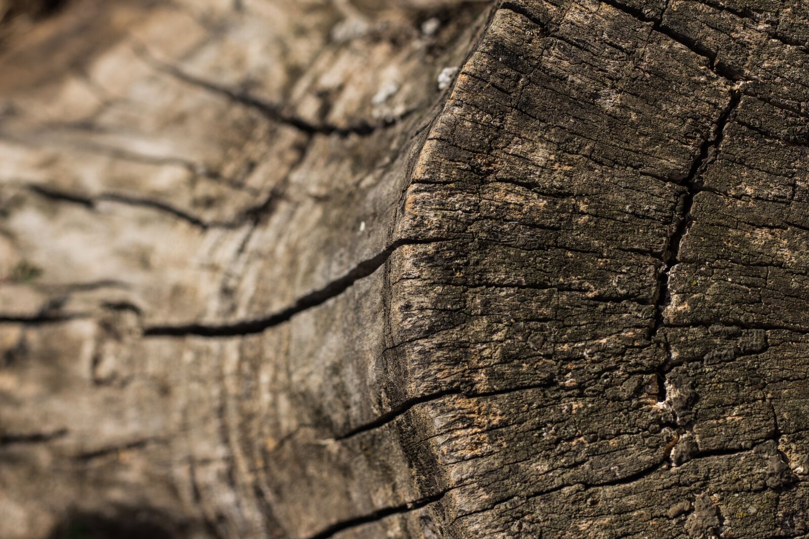 Canon EOS 700D (EOS Rebel T5i / EOS Kiss X7i) + Canon EF 50mm F1.8 STM sample photo. Strain, stump, depth of photography
