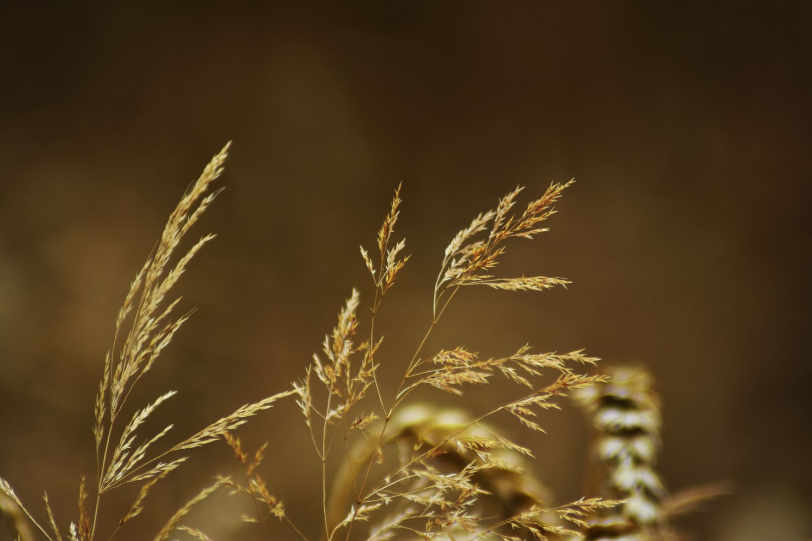 Nikon D3400 sample photo. Wheat, plant, crop photography