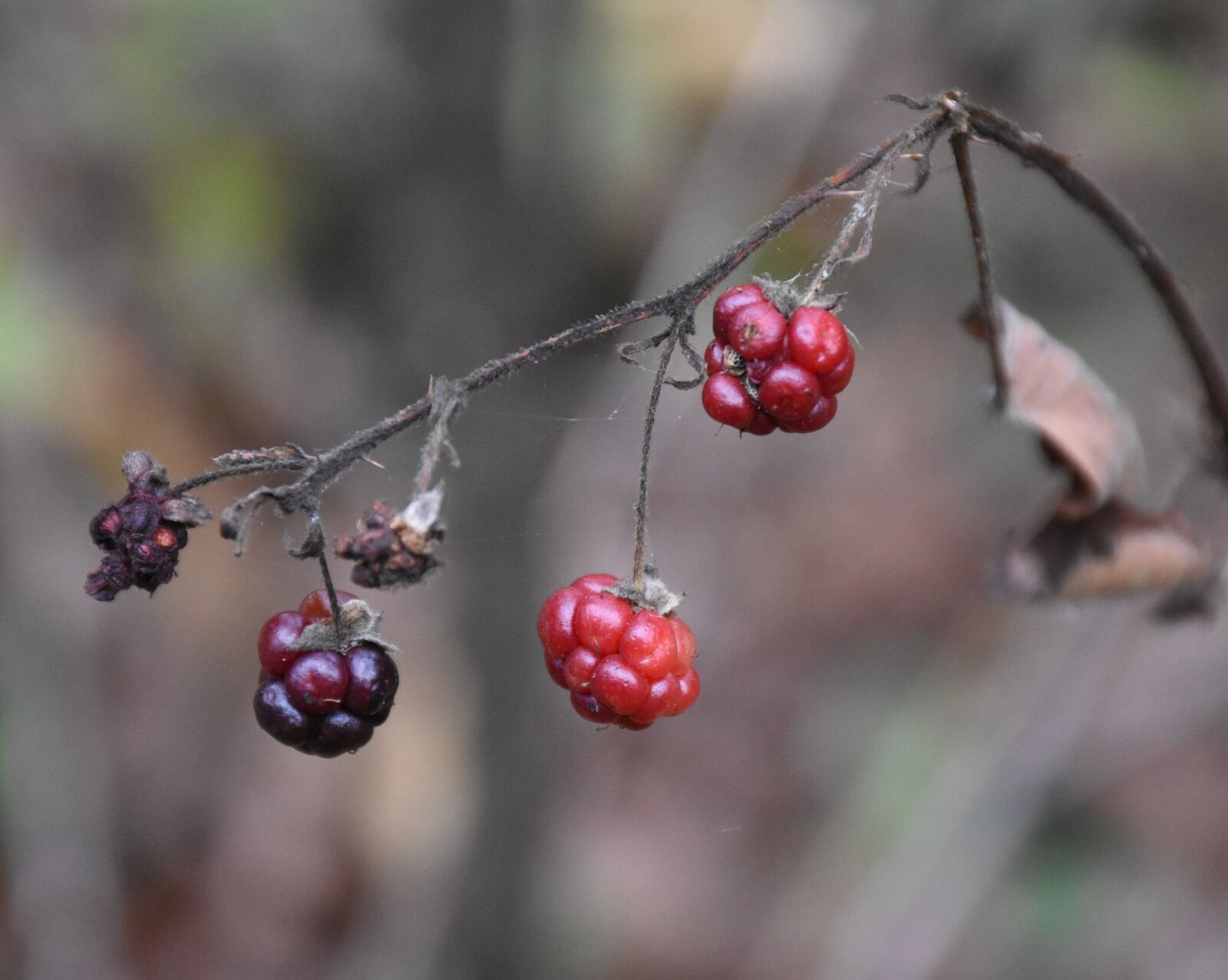 Nikon D7200 sample photo. Fruit, autumn, vitamins photography