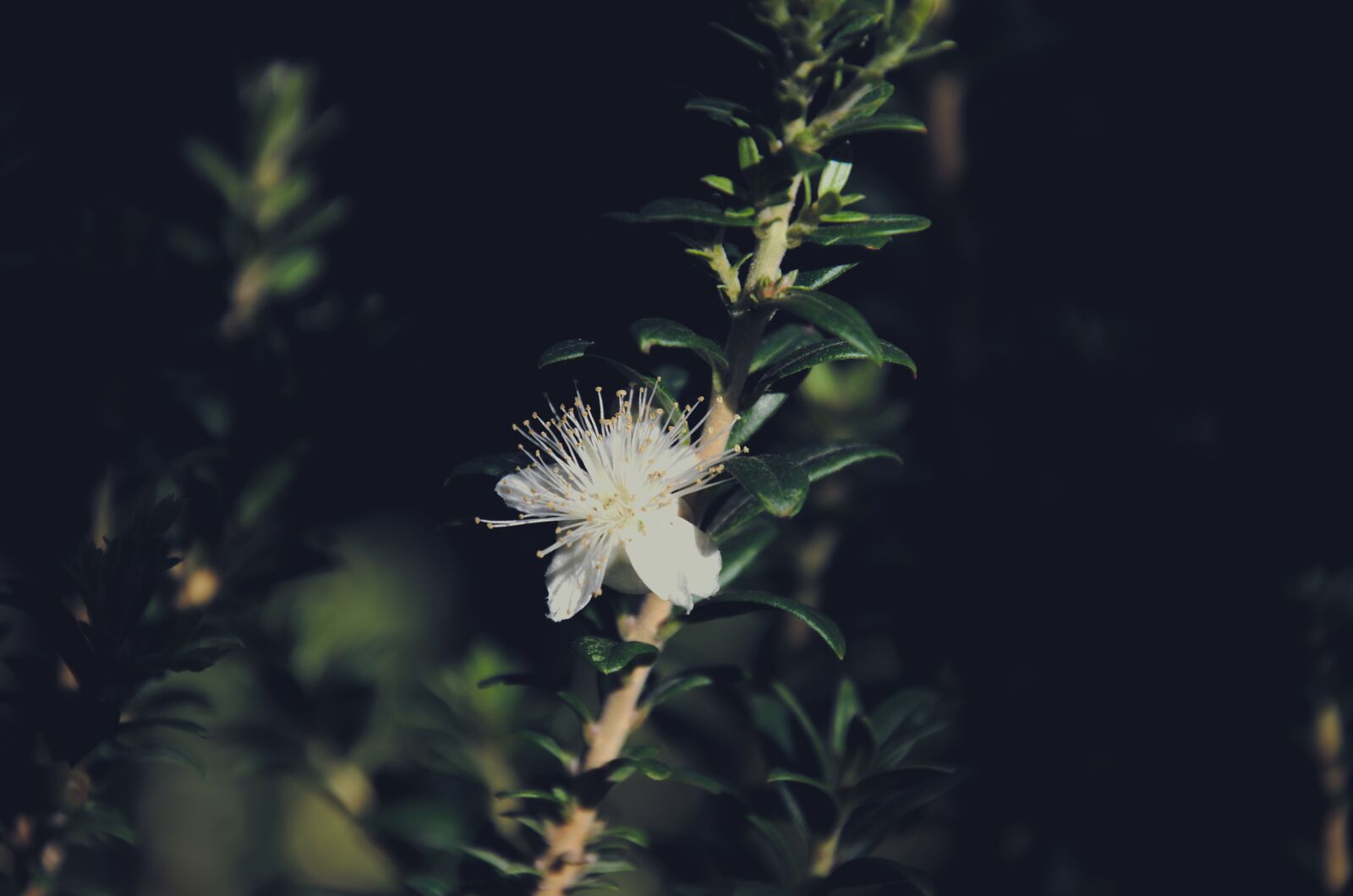 Nikon D7000 sample photo. White, flower, bloom photography