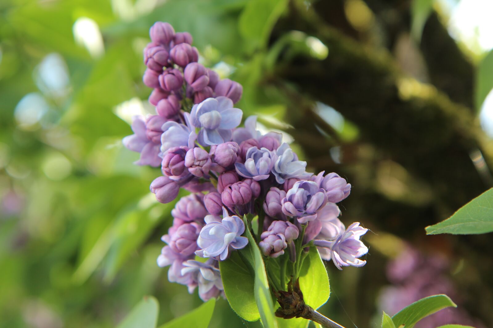 Canon EOS 600D (Rebel EOS T3i / EOS Kiss X5) sample photo. Lilac, common lilac, lilac photography