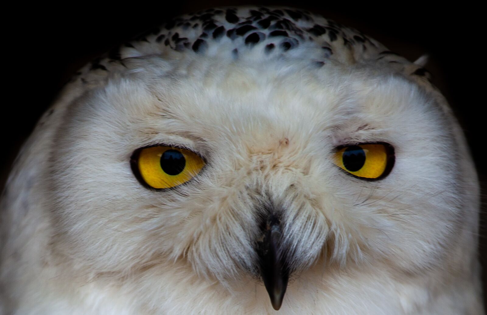 Canon EOS 5D Mark II sample photo. White owl, owl, raptor photography