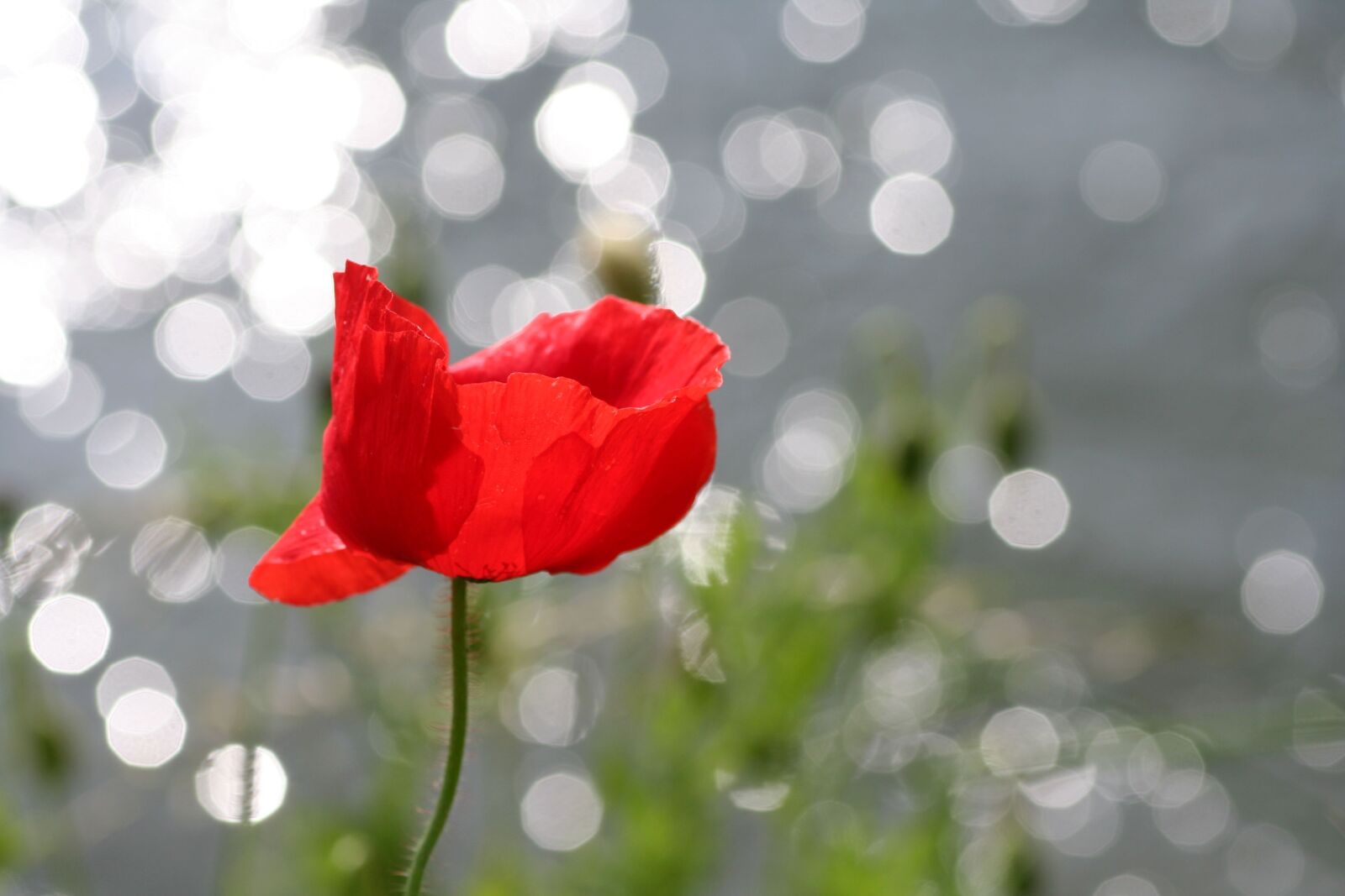 Canon EOS 350D (EOS Digital Rebel XT / EOS Kiss Digital N) sample photo. Poppy, reflections, nature photography