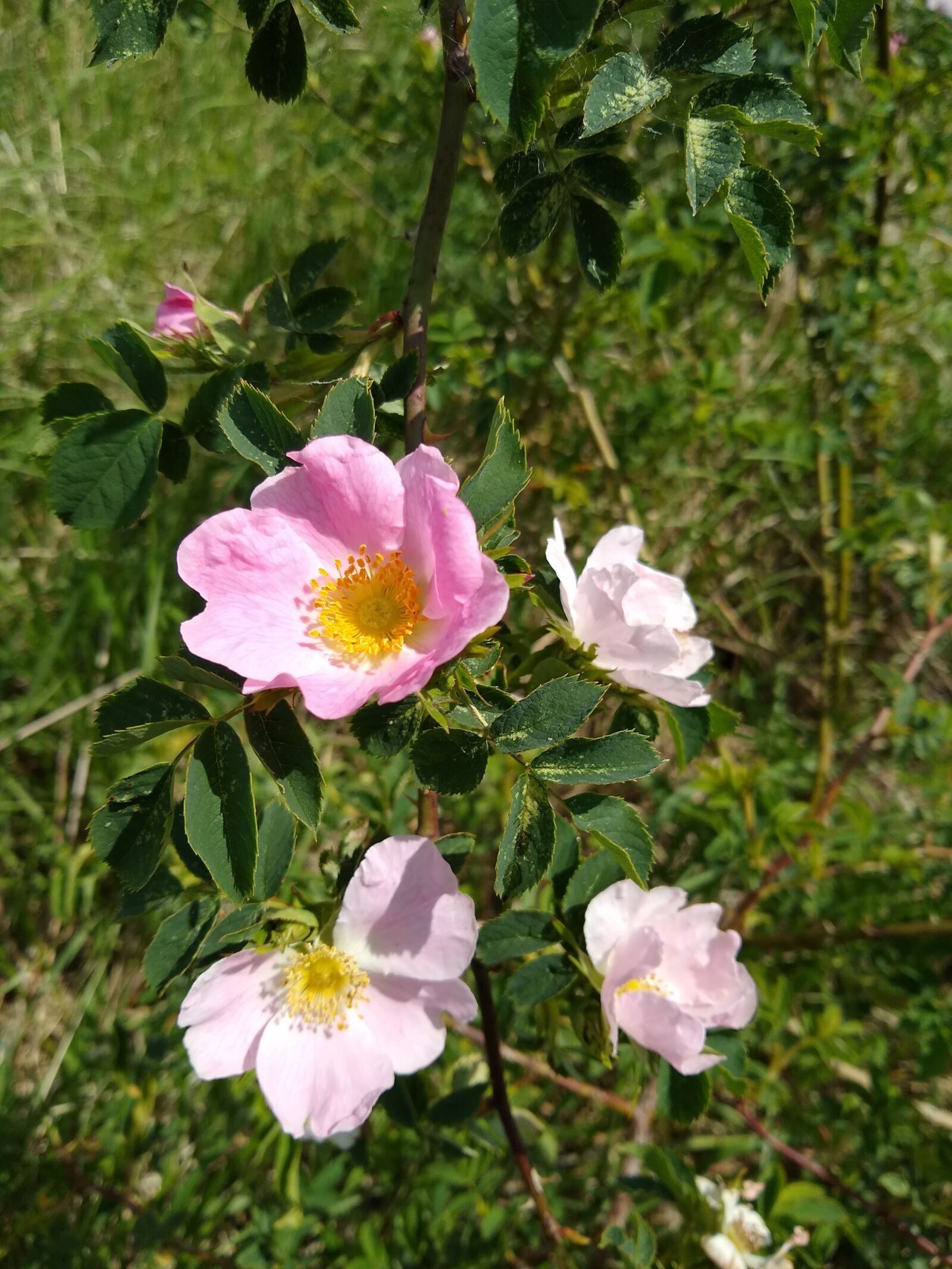 Motorola moto g(8) plus sample photo. Wild rose, park, flower photography