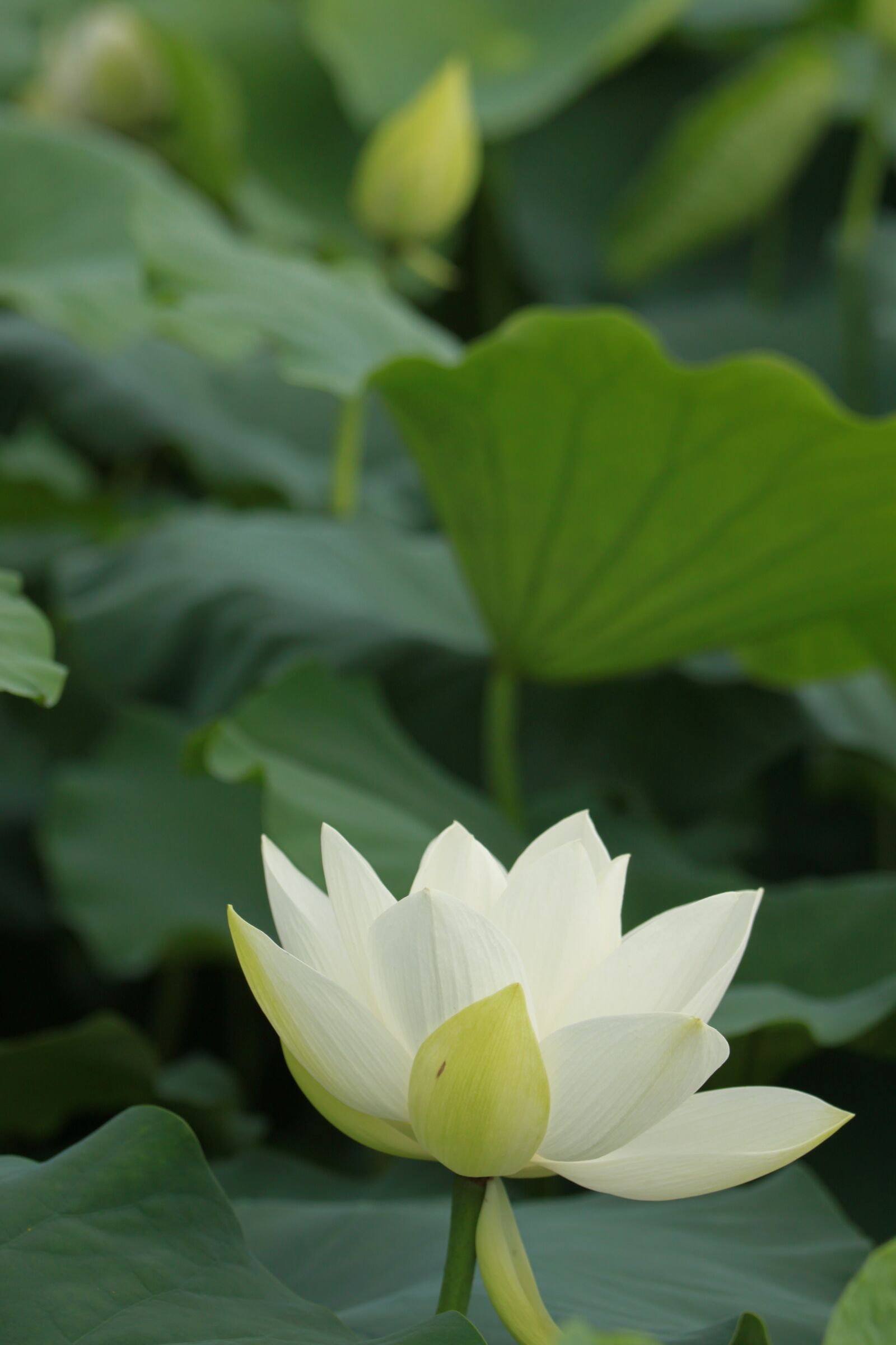 Canon EOS 500D (EOS Rebel T1i / EOS Kiss X3) sample photo. Kite, nature, pond plants photography