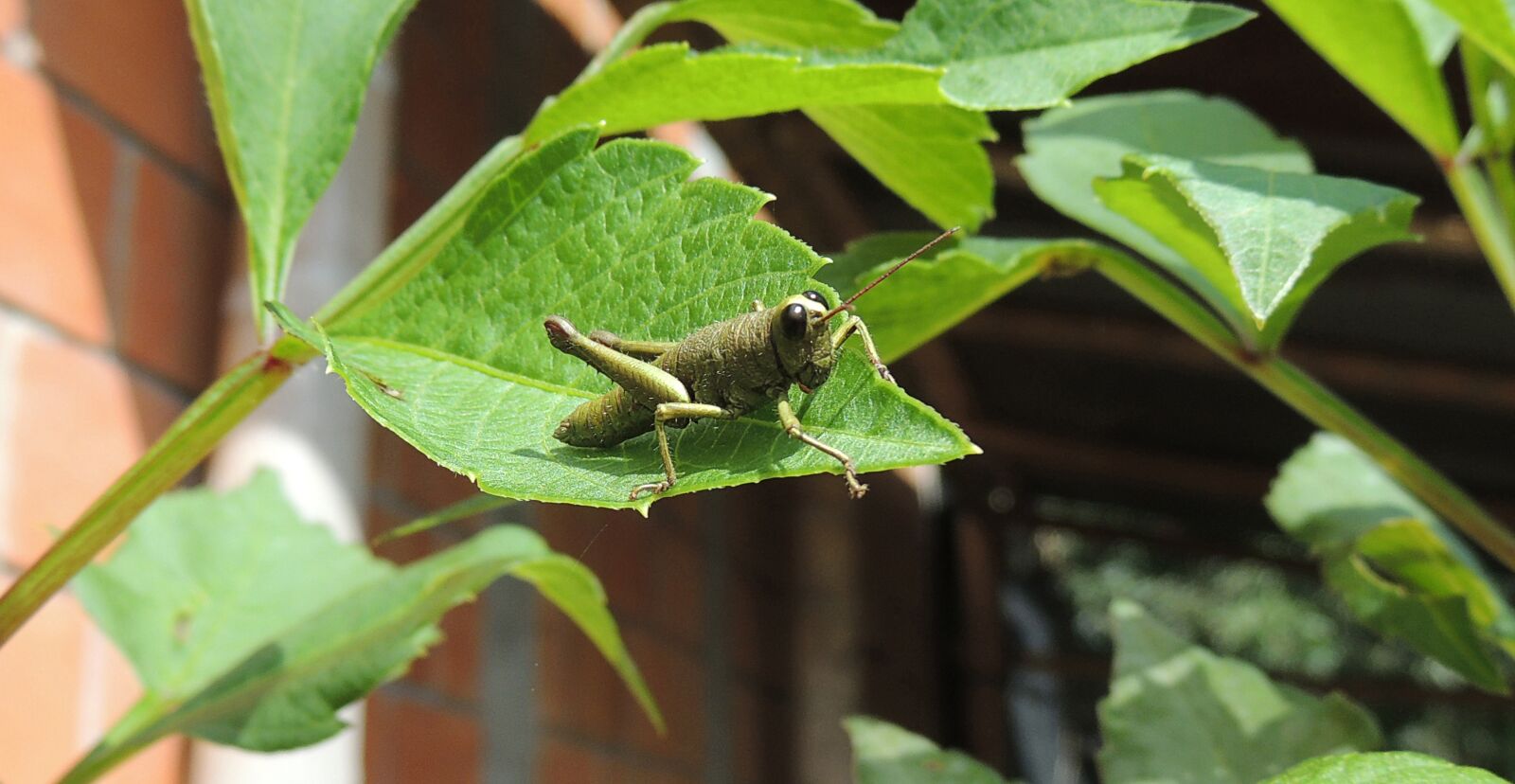 Nikon Coolpix P510 sample photo. Macro, cricket, grasshopper photography