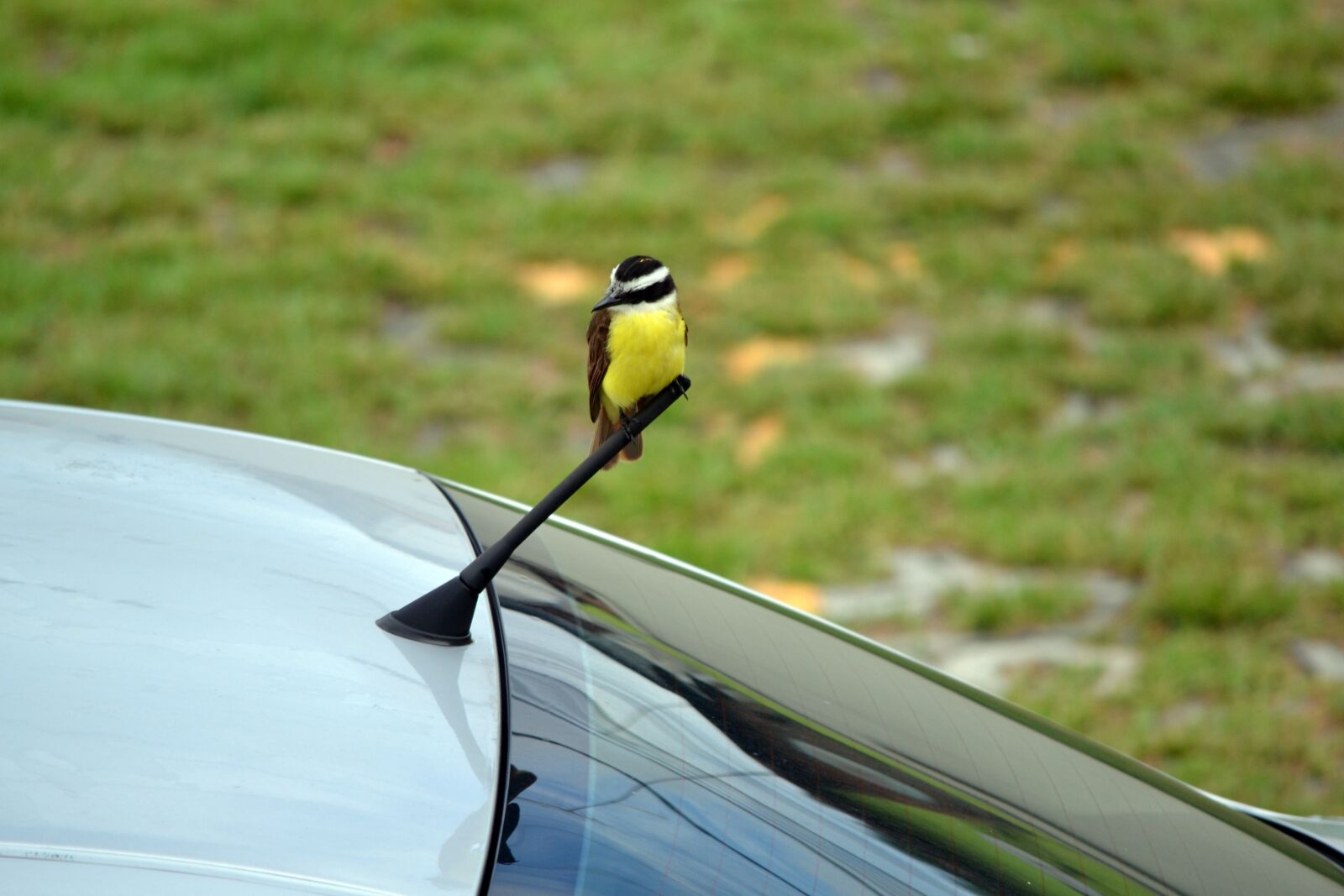 Nikon D3100 sample photo. Bird, beautiful, nature photography