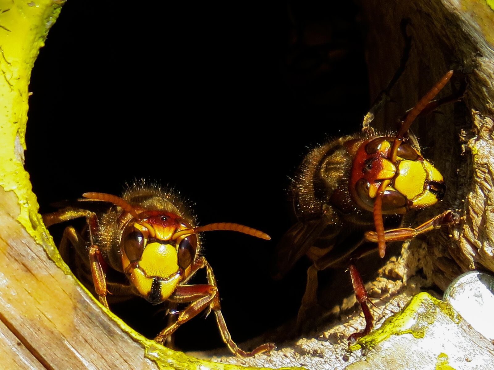 Canon PowerShot SX50 HS sample photo. Animals, hornets, insect photography