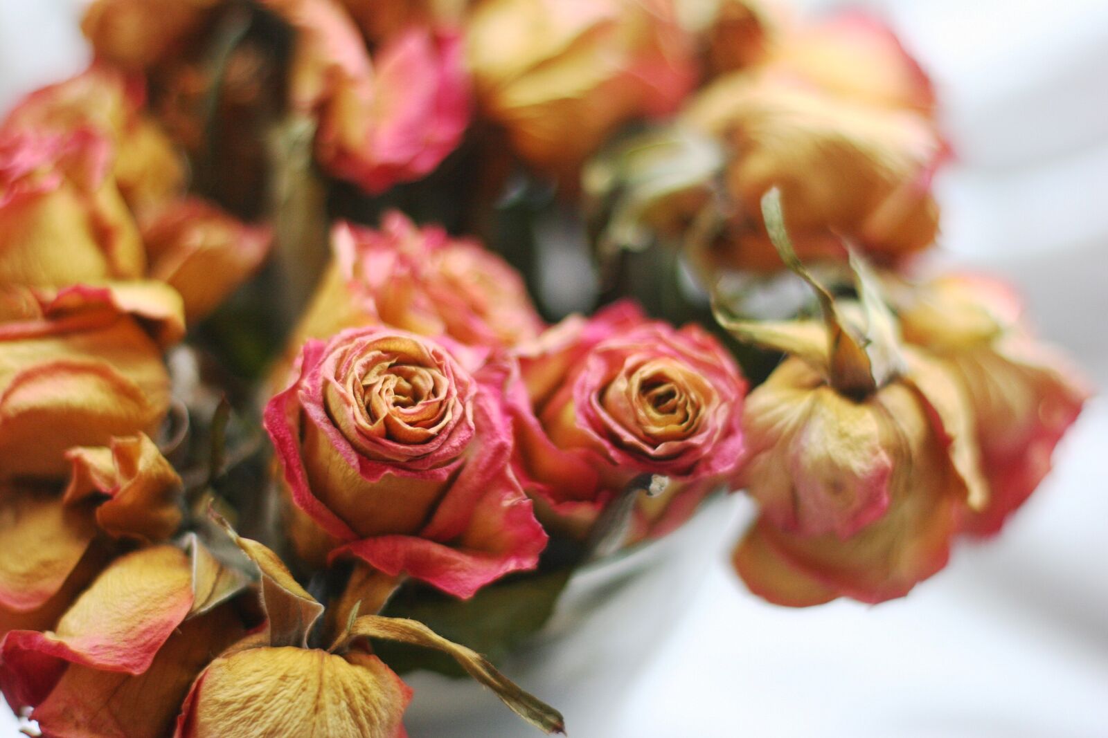 Canon EOS 20D sample photo. Flower, garden, rose photography
