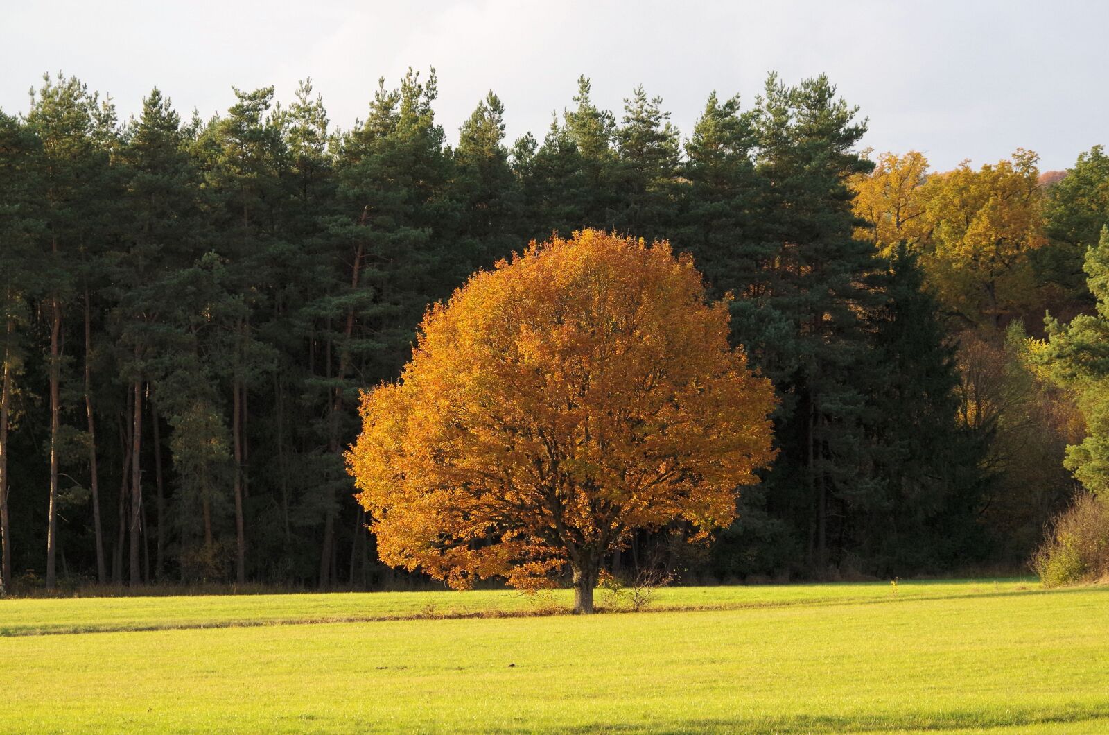 Pentax K-50 sample photo. Tree, autumn, color photography