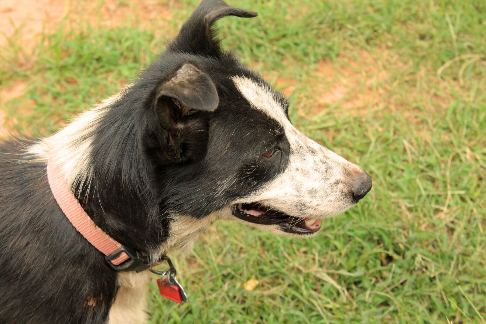 Canon EOS 1200D (EOS Rebel T5 / EOS Kiss X70 / EOS Hi) sample photo. Dog, border collie, pet photography
