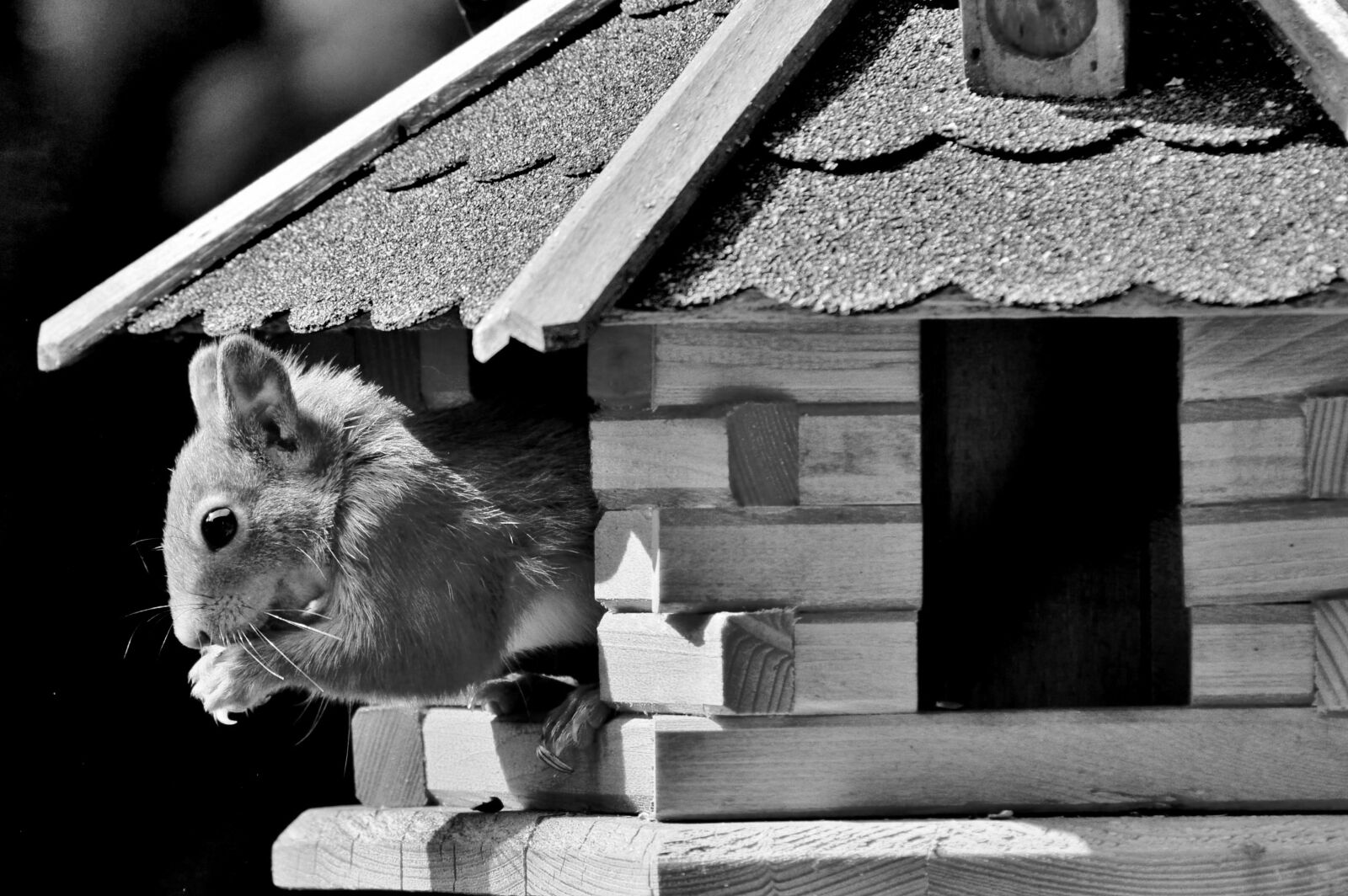 Nikon D3200 sample photo. Squirrel, rodent, forest animals photography