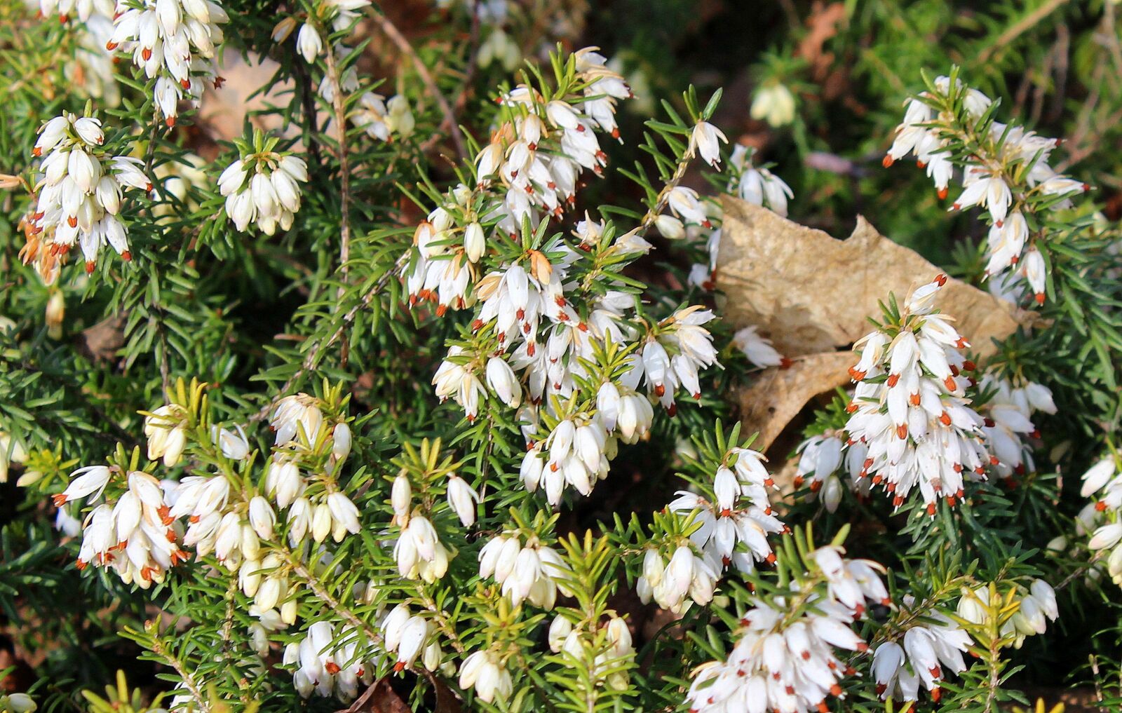 Canon EOS 1200D (EOS Rebel T5 / EOS Kiss X70 / EOS Hi) sample photo. Heather, erica, ornamental shrub photography