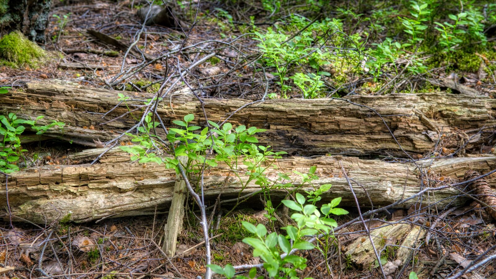 Nikon D7500 sample photo. Log, like, tribe photography