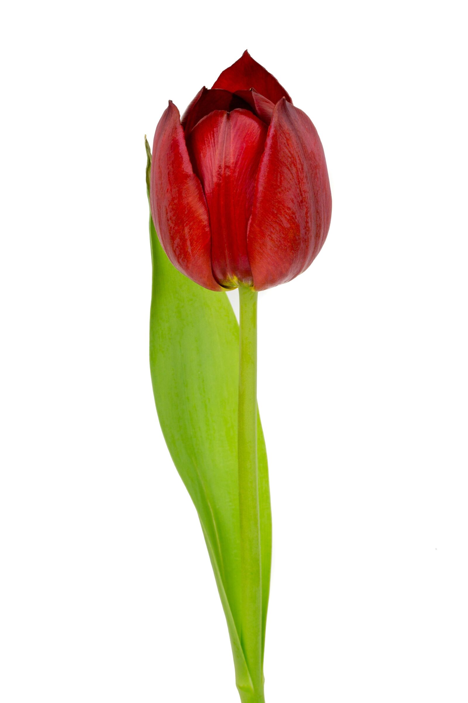 Canon EOS 6D sample photo. Red, tulip, red tulip photography