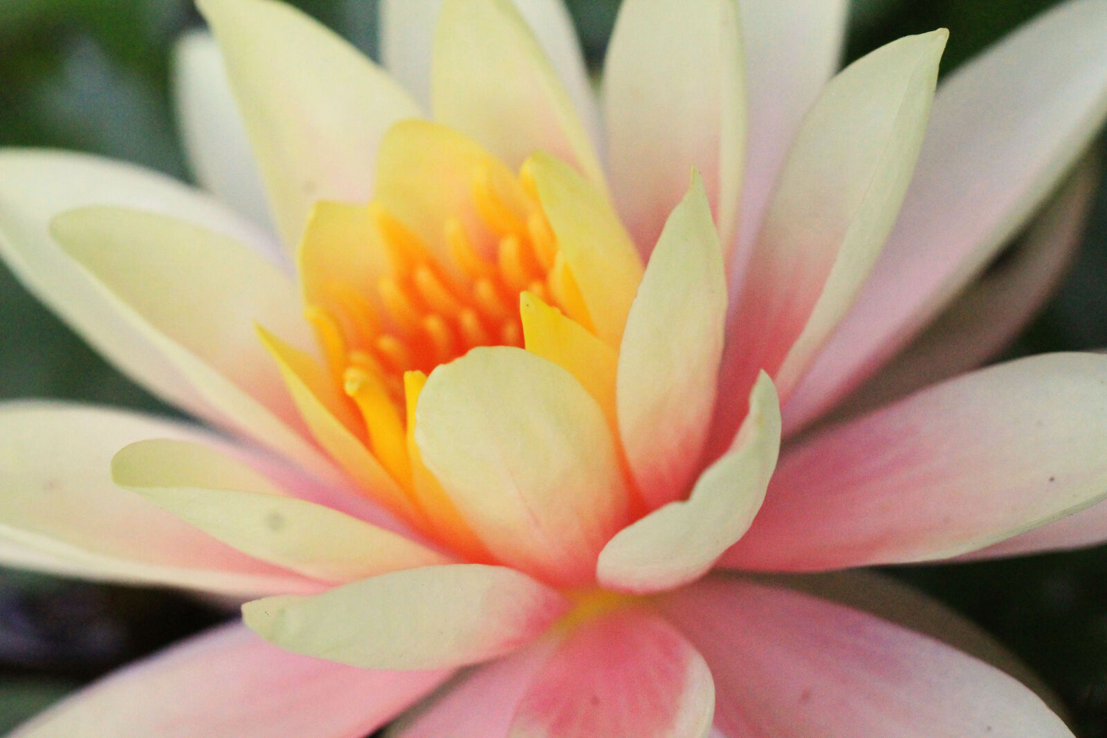 Tamron SP AF 60mm F2 Di II LD IF Macro sample photo. Aquatic, plant, beautiful, flowers photography