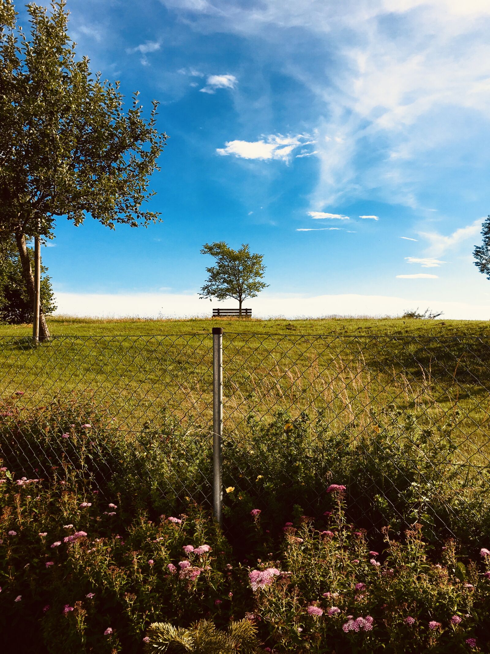Apple iPhone 6s sample photo. Summer, sun, meadow photography