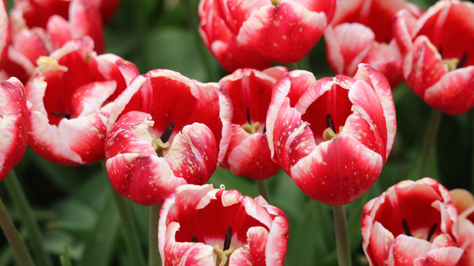 Canon EOS 750D (EOS Rebel T6i / EOS Kiss X8i) sample photo. Flower, nature, garden photography