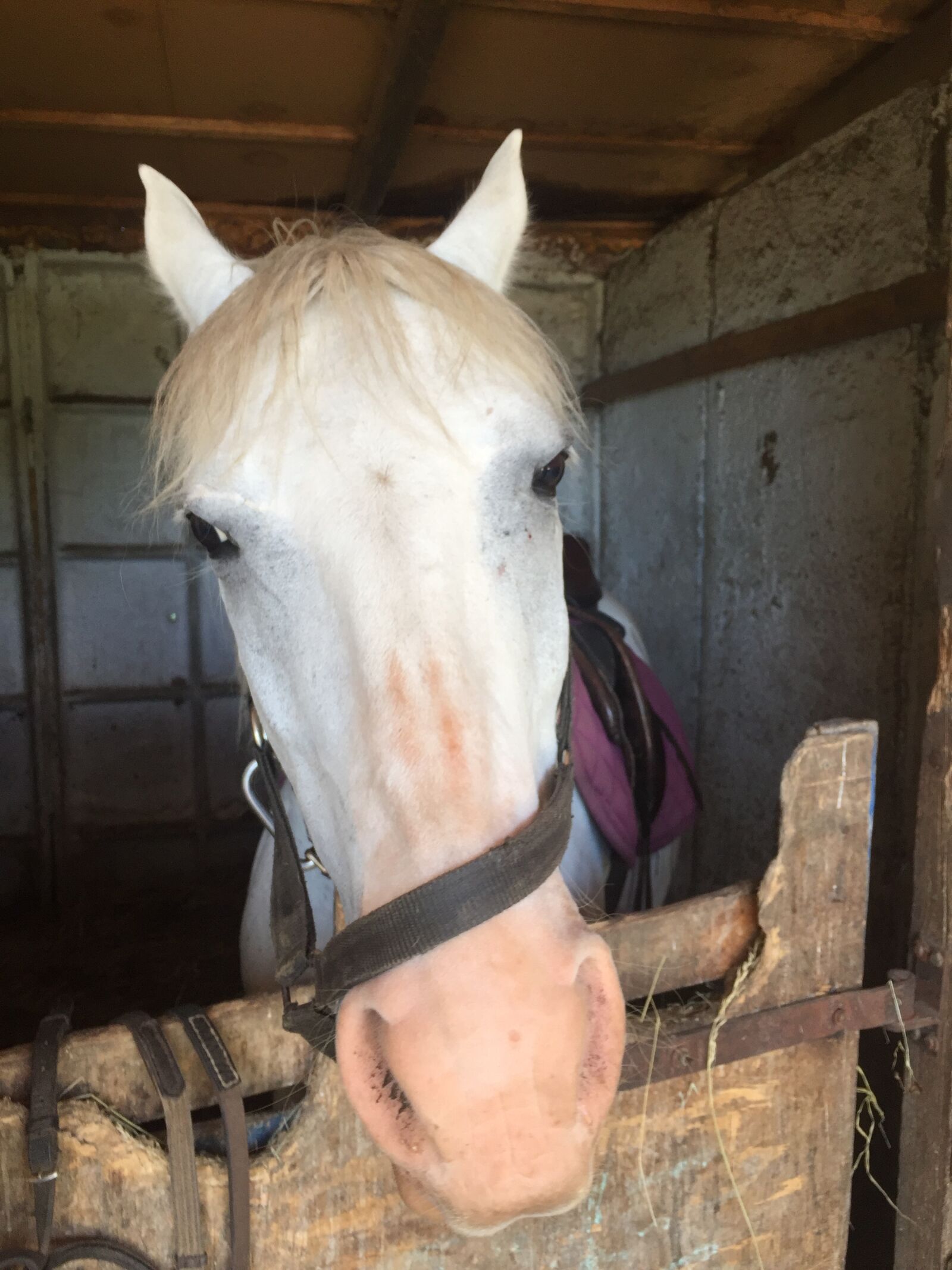 iPhone 6 back camera 4.15mm f/2.2 sample photo. Horse, horse, head photography