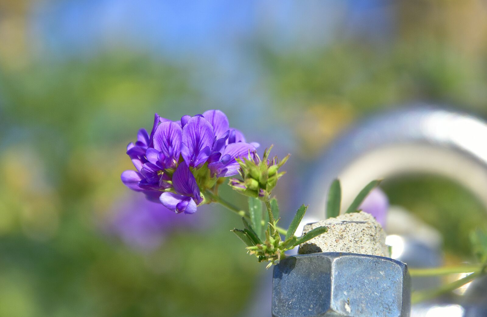 Nikon D7200 sample photo. Plants, flower, garden photography