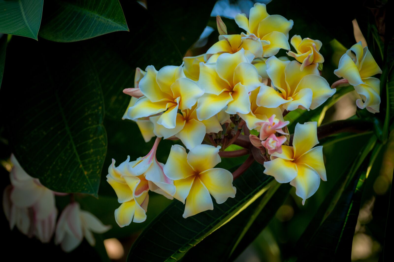 Canon EF 70-200mm F4L USM sample photo. Plumeria, flower, thailand photography