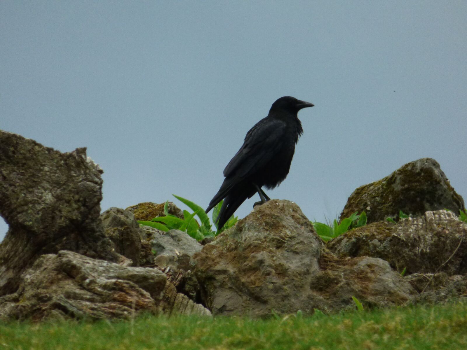 Panasonic DMC-FZ72 sample photo. Bird, raven, spring photography