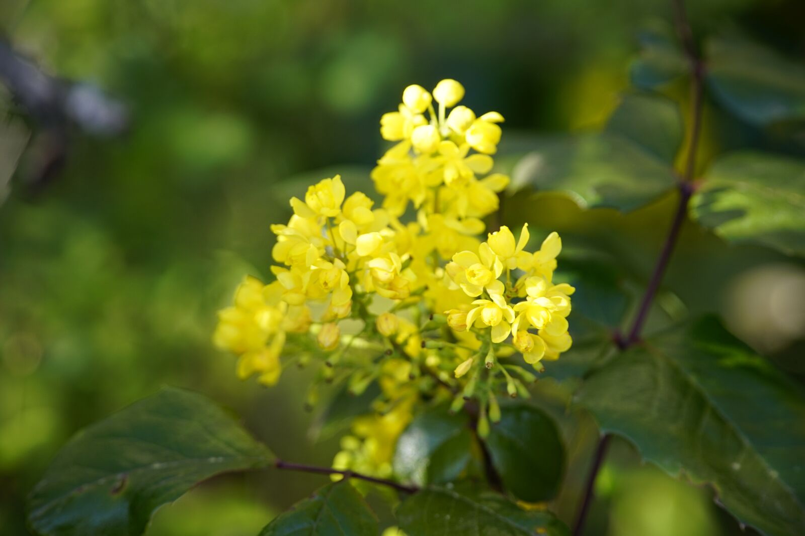 Sony a7R II + Sony E PZ 18-105mm F4 G OSS sample photo. Mahonia, yellow, flowers photography