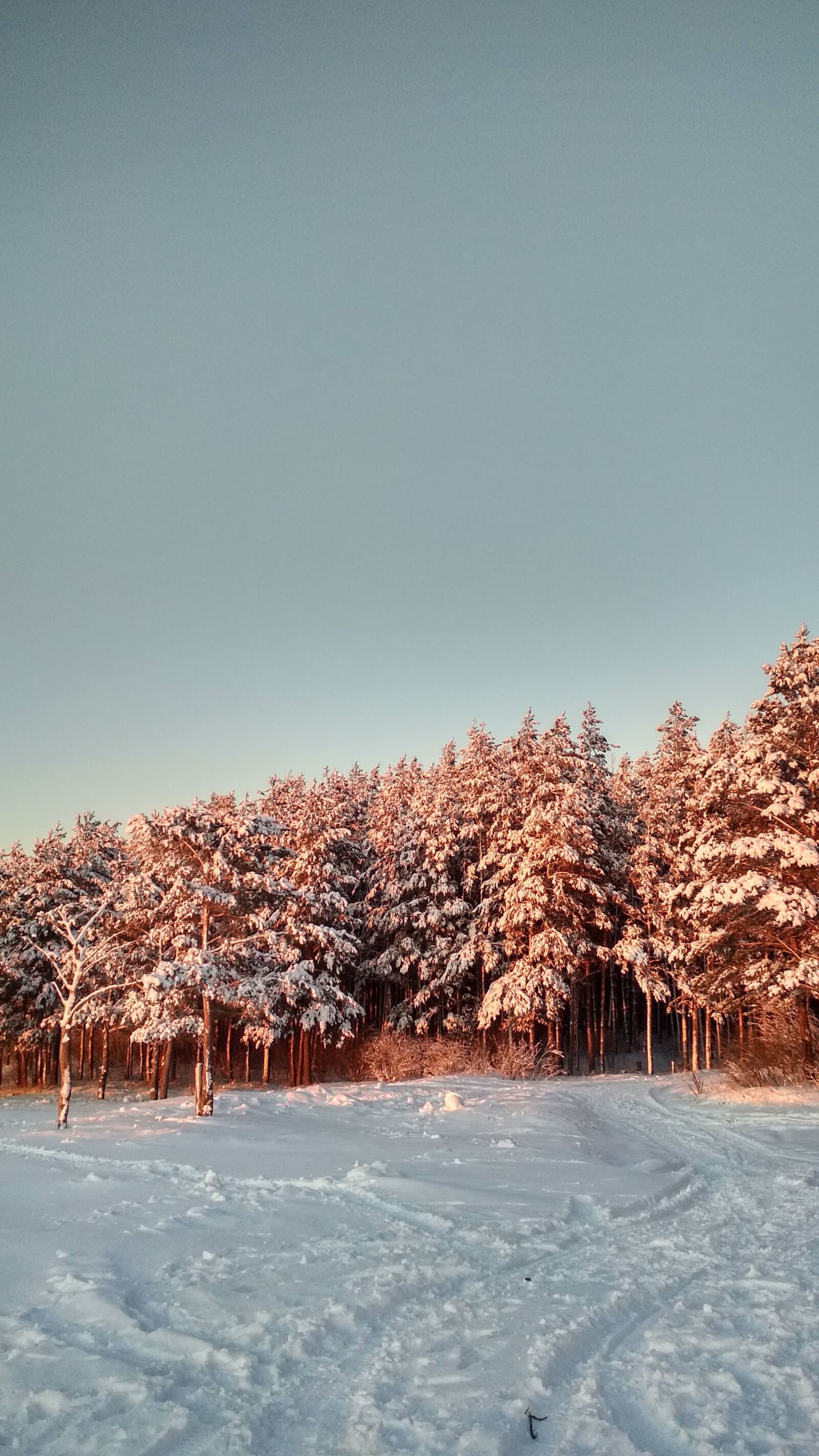 Xiaomi Redmi 4X sample photo. Forest, winter, snow photography