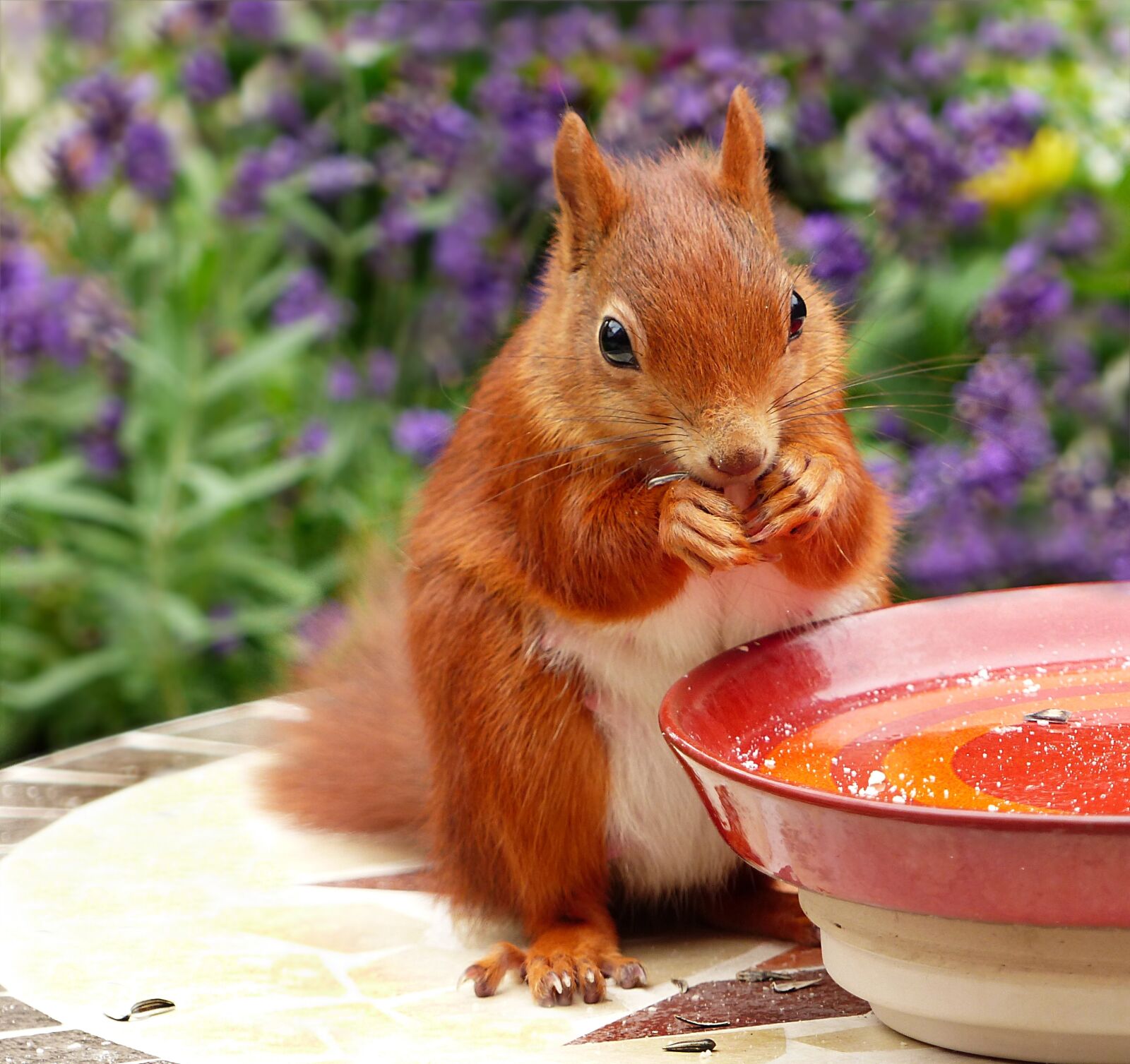 Panasonic Lumix DMC-FZ200 sample photo. Animal, rodent, mammal photography