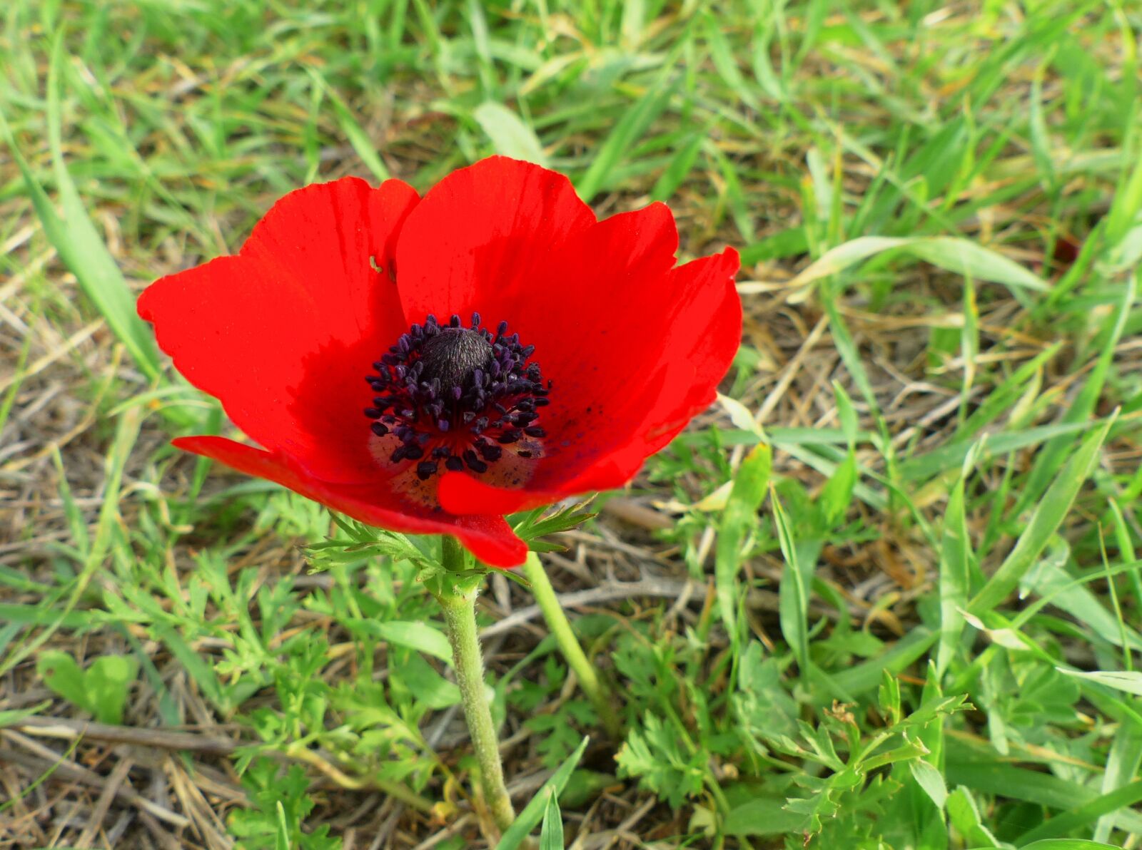 Panasonic Lumix DMC-FZ200 sample photo. Anemone, red, nature photography