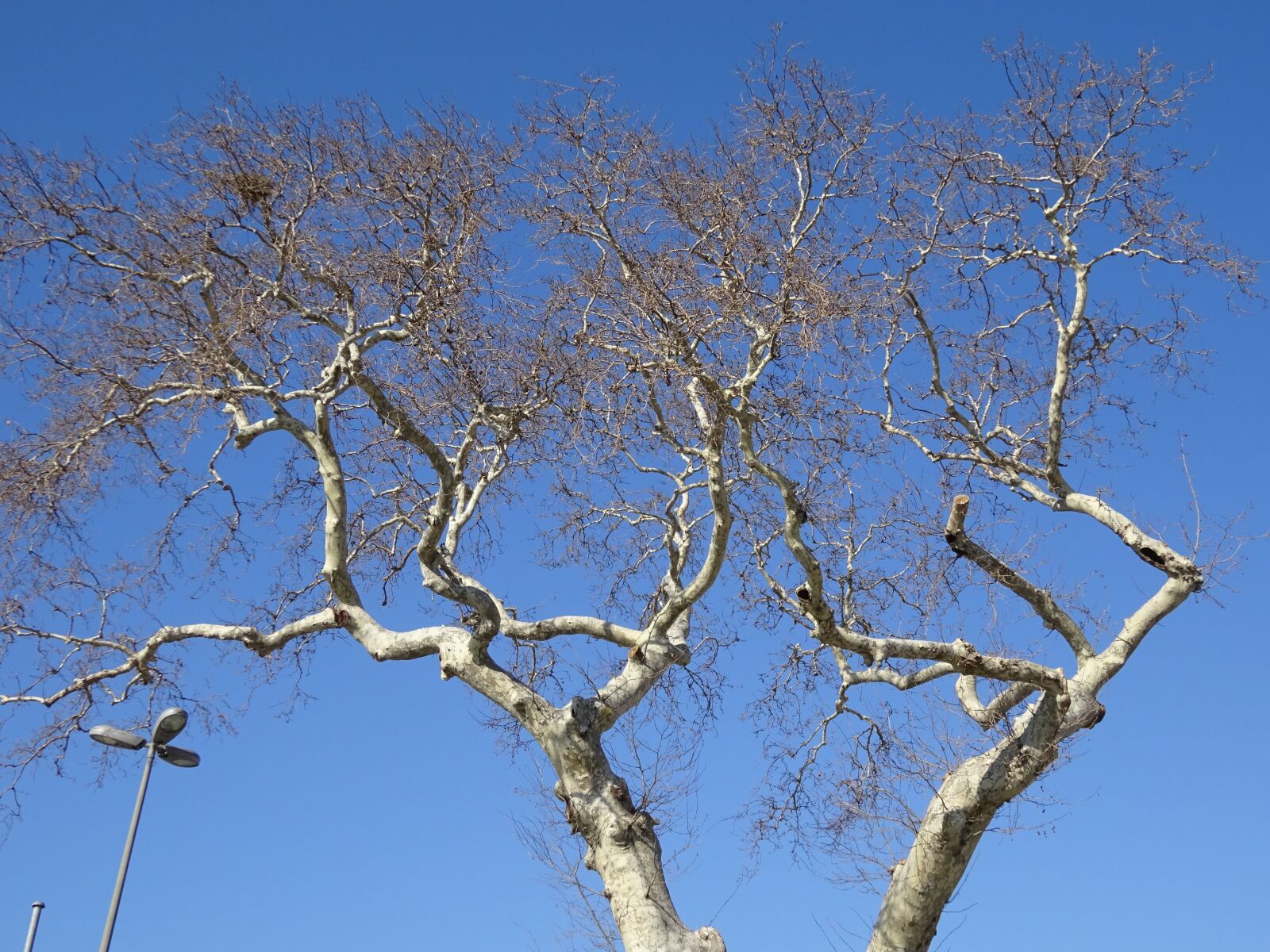 Sony Cyber-shot DSC-WX350 sample photo. Tree, branches, blue photography