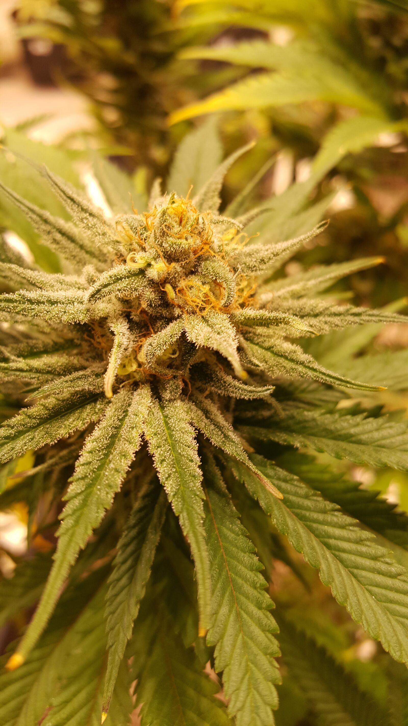 Samsung Galaxy Note5 sample photo. Cannabis, grow, marihuana photography