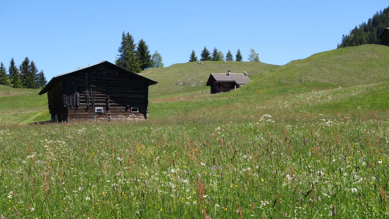 Sony Cyber-shot DSC-RX100 II sample photo. Mountain agriculture, flower meadow photography