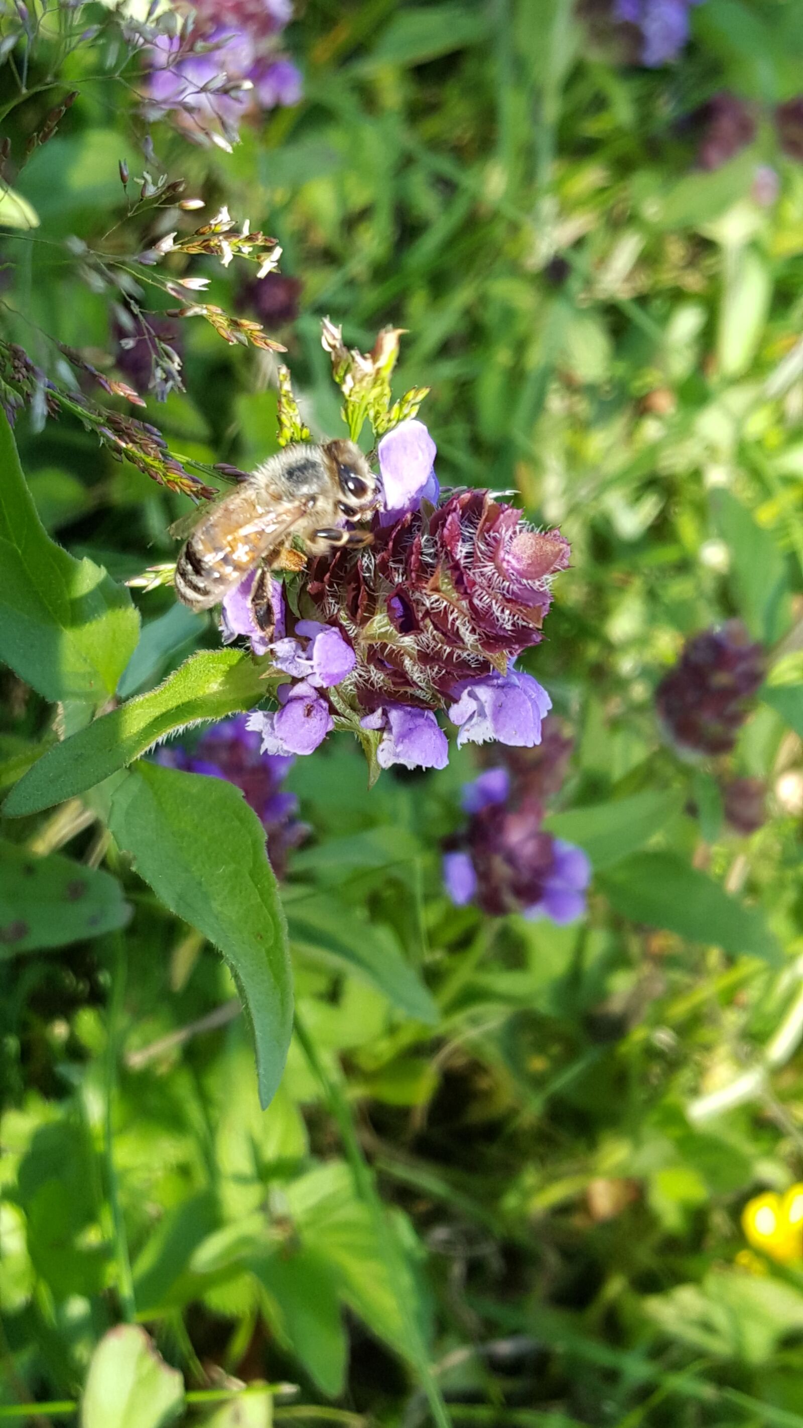 Samsung Galaxy S6 sample photo. Plant, bee, meadow photography