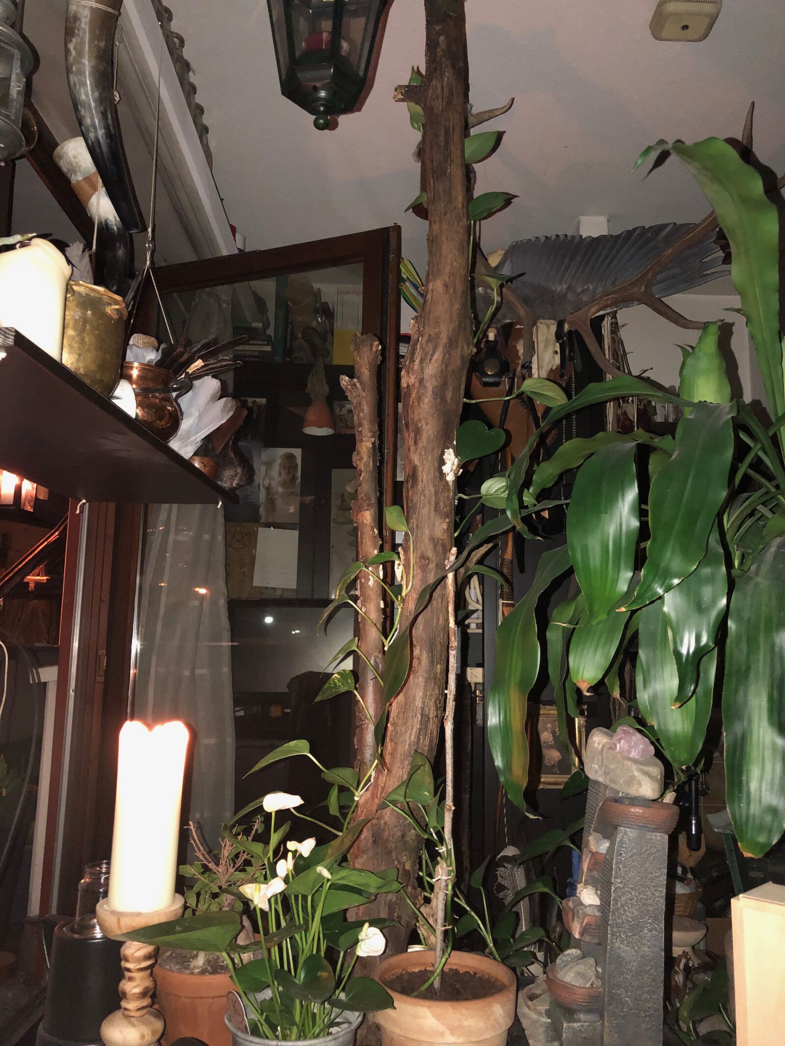 iPhone 8 Plus back dual camera 3.99mm f/1.8 sample photo. Druids room, room, plant photography