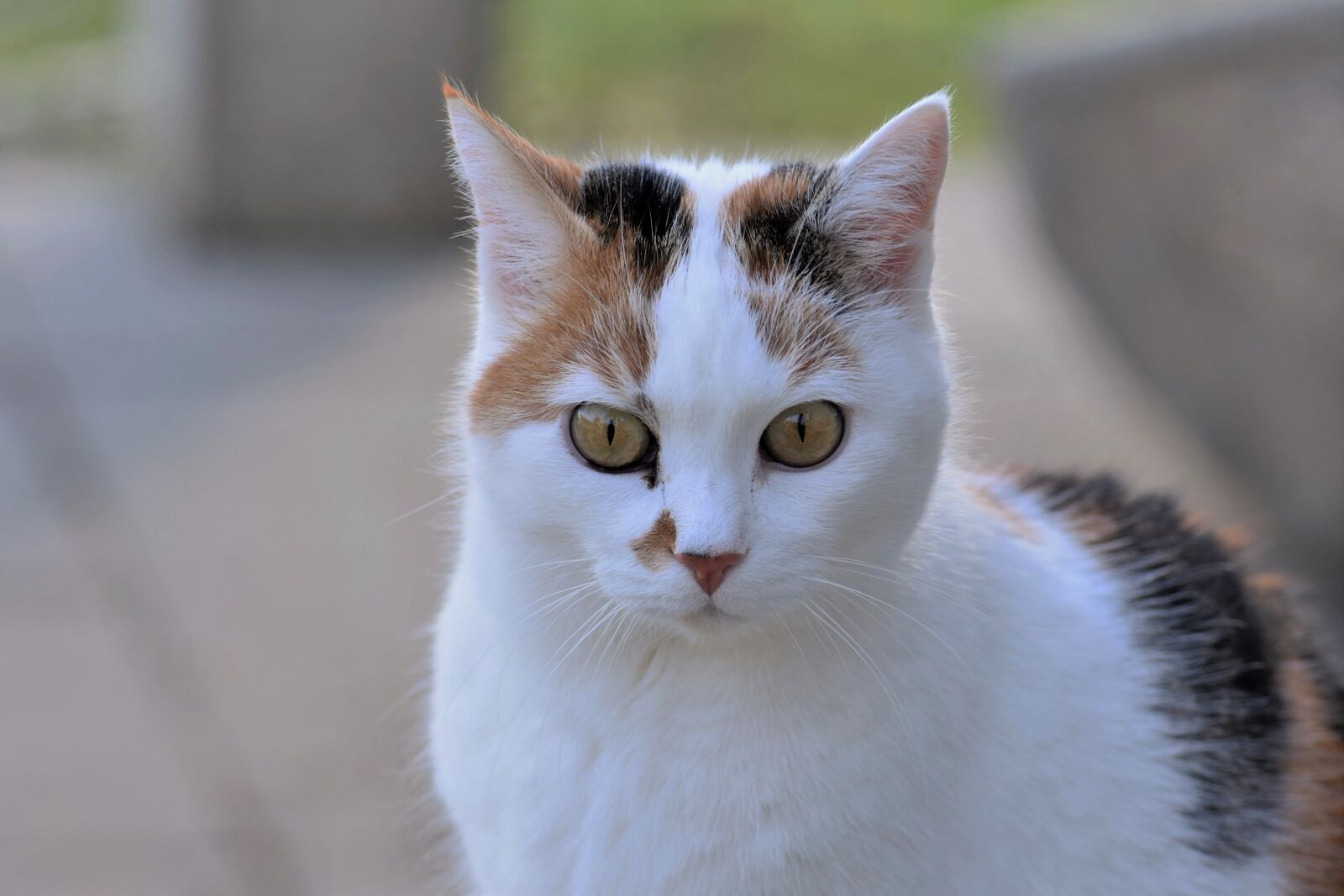 Nikon D5500 sample photo. Cat, white, animal photography