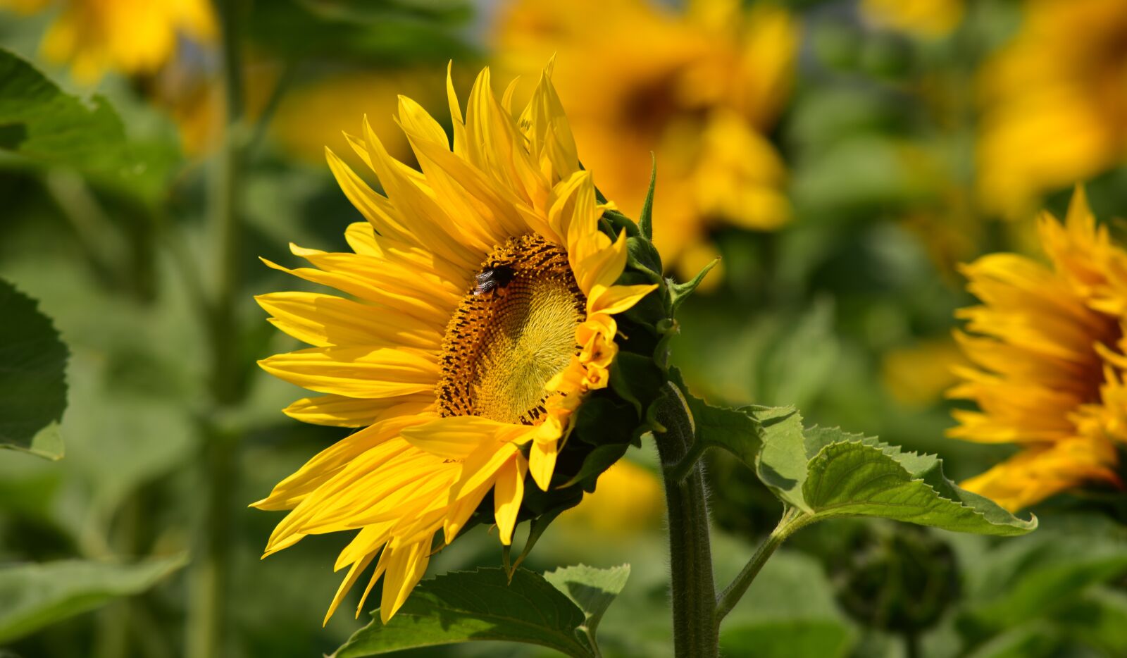 Nikon D750 sample photo. Sunflower, sunflower field, nature photography