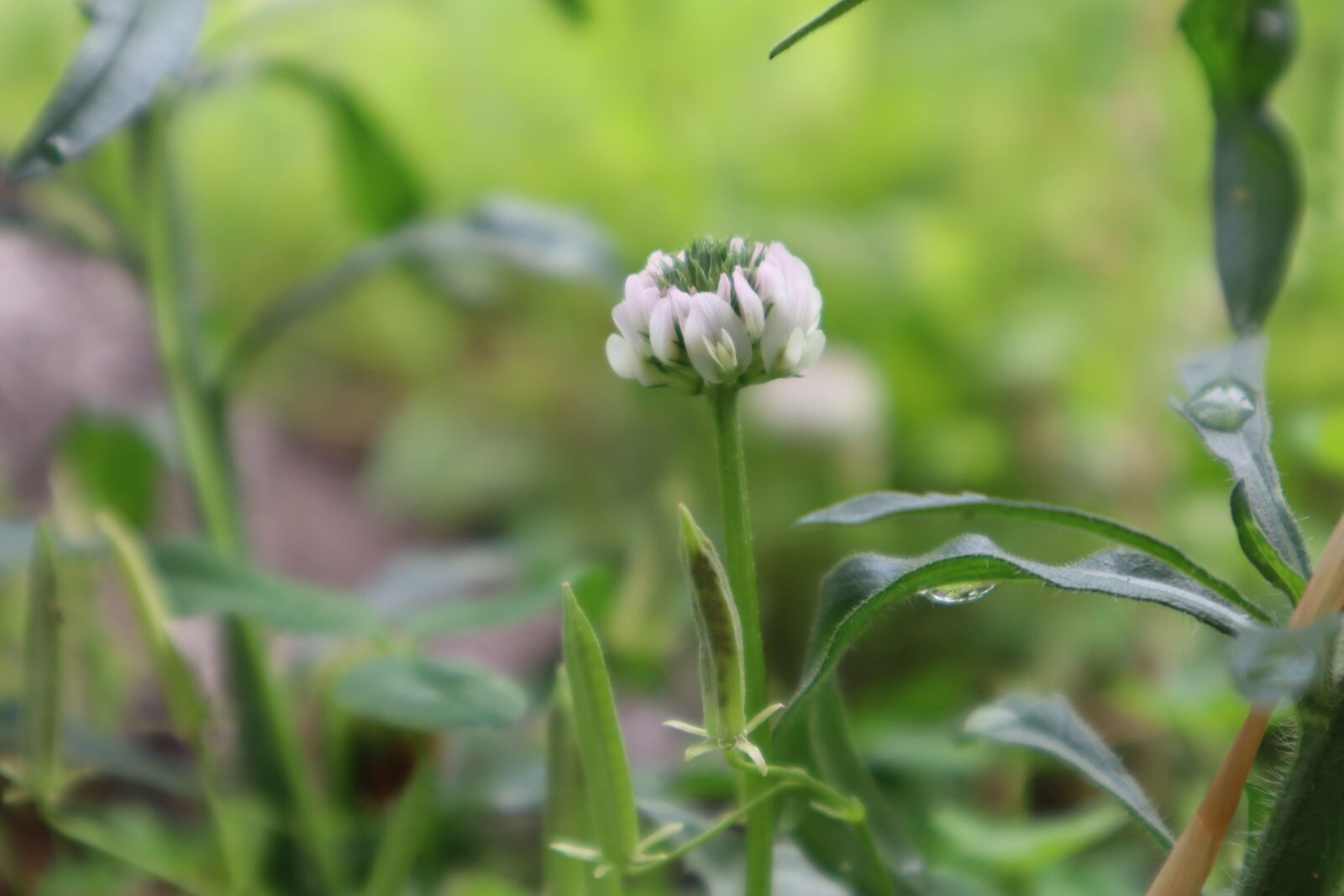 Canon EOS M50 (EOS Kiss M) sample photo. Plants, nature, flowers photography