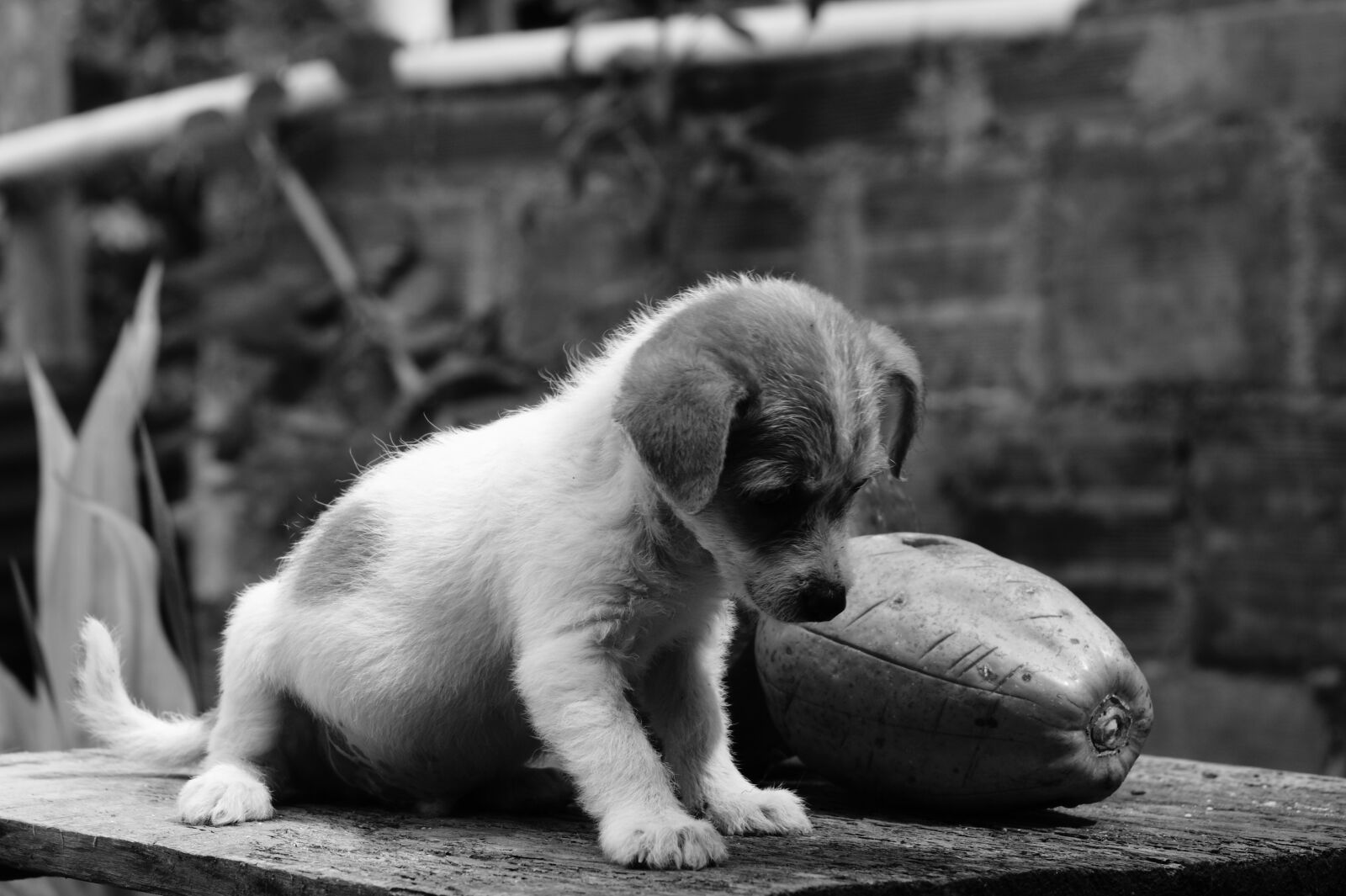 Sony Alpha DSLR-A390 sample photo. Fauna, ulloa, risaralda photography