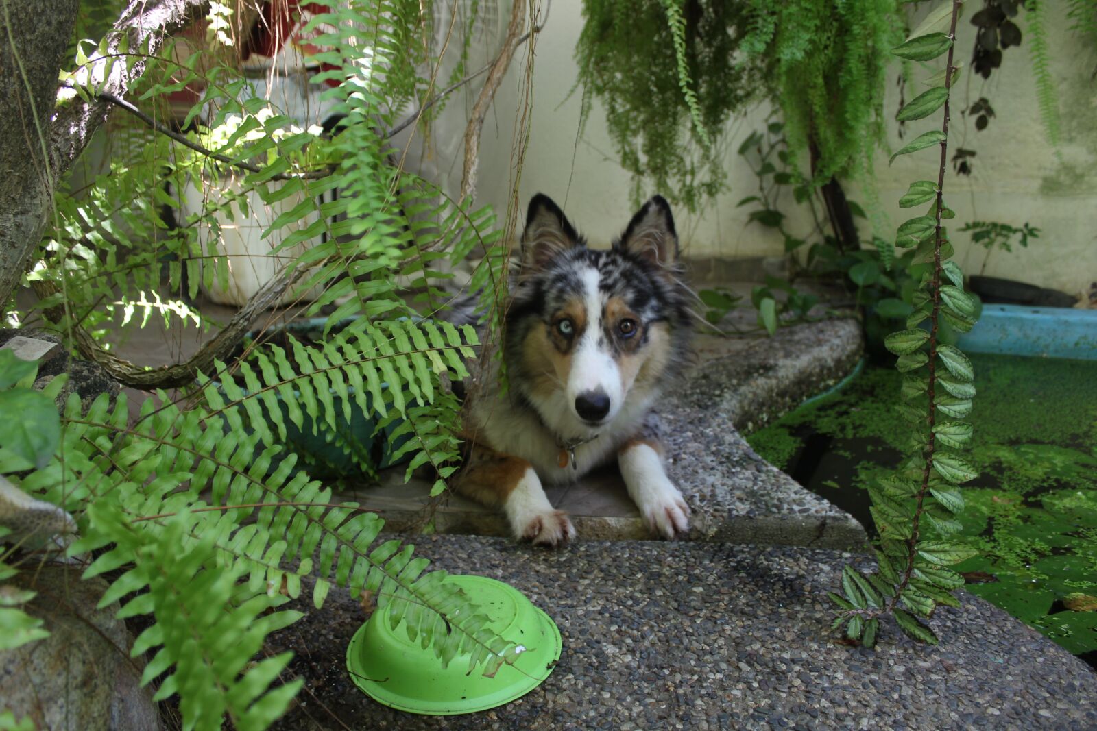 Canon EOS 1200D (EOS Rebel T5 / EOS Kiss X70 / EOS Hi) sample photo. Dog, garden, pet photography