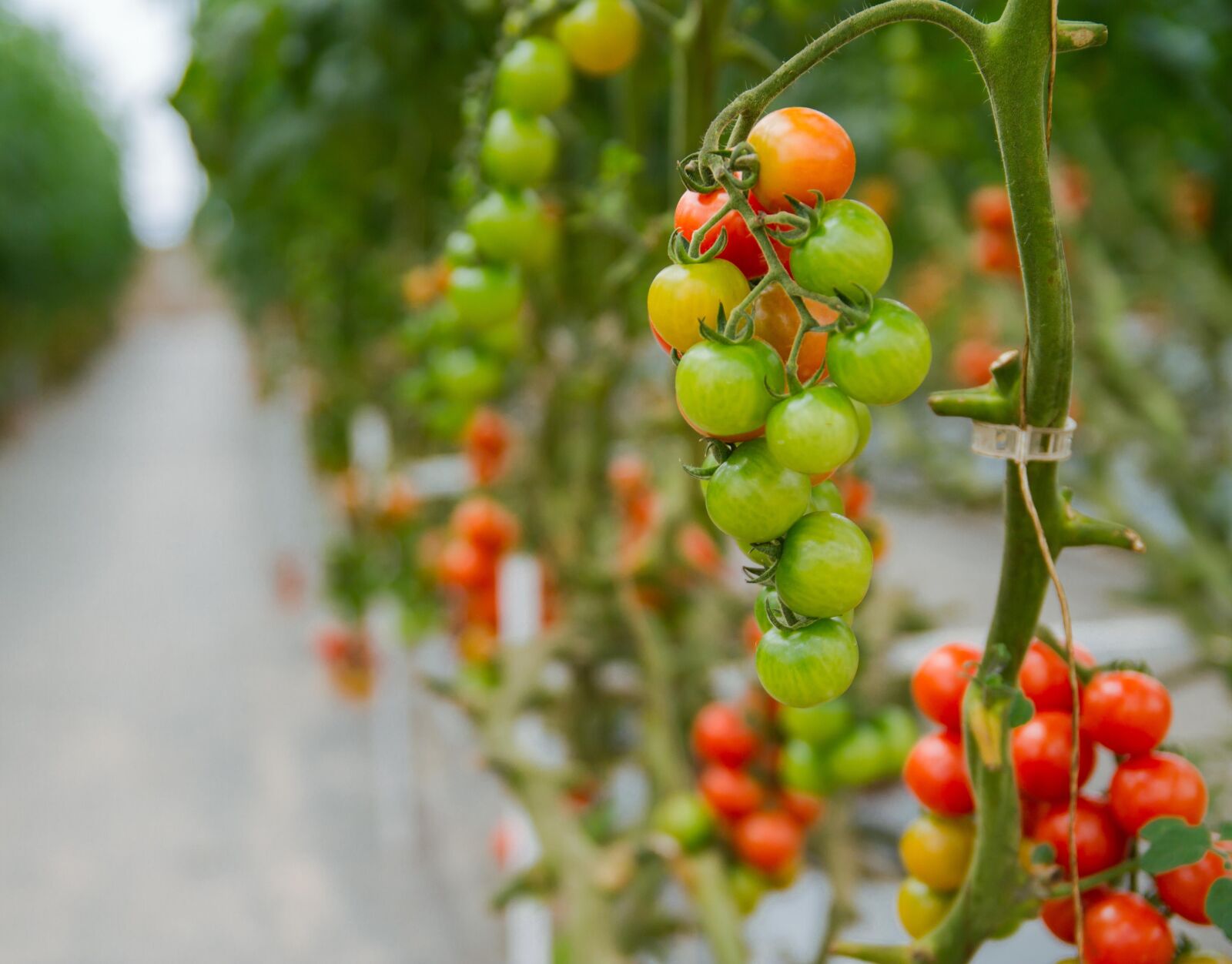 Canon EOS 7D sample photo. Tomatoes, greenhouses, agriculture photography