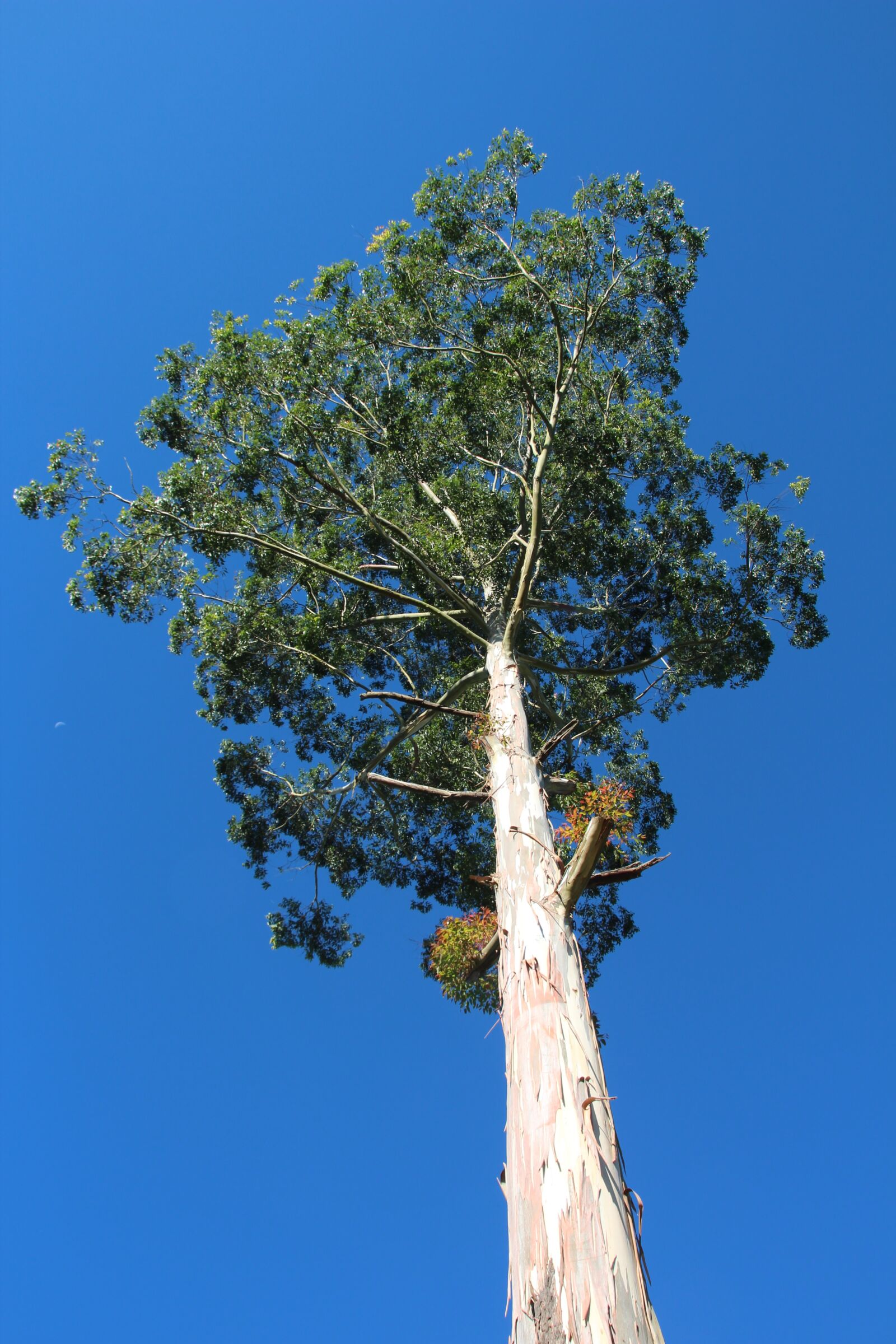 Canon EOS 600D (Rebel EOS T3i / EOS Kiss X5) sample photo. Tree, branches, aesthetic photography