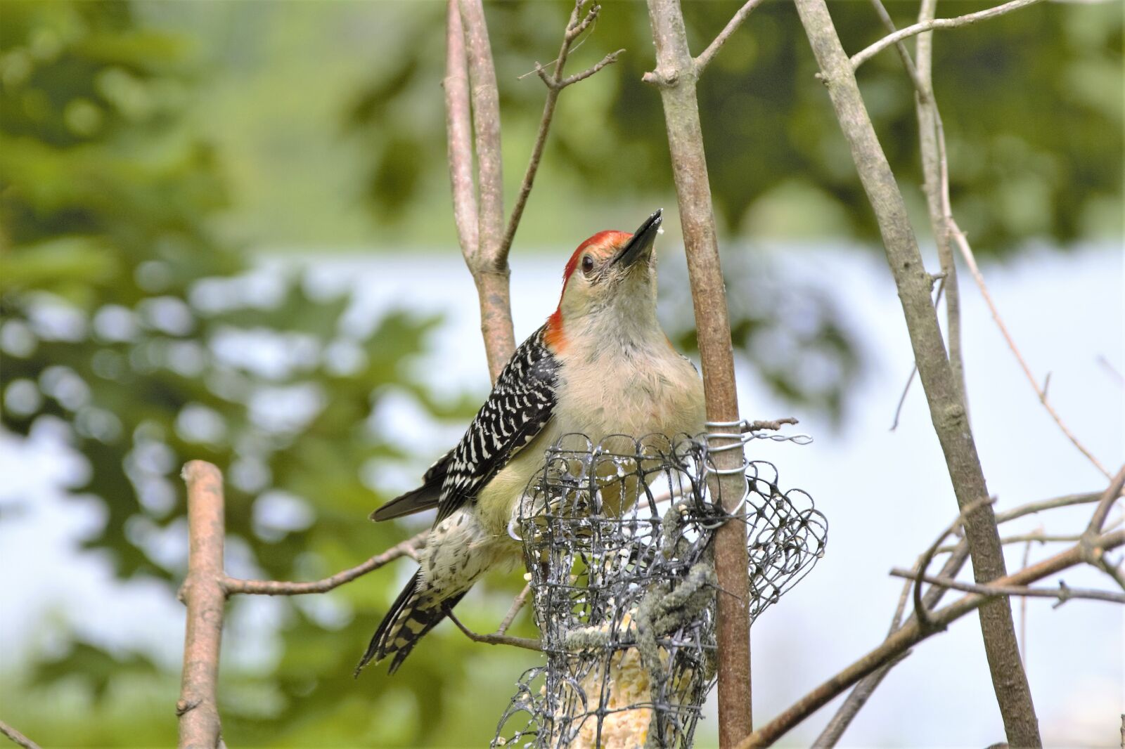 Nikon D7100 sample photo. Bird, woodpecker, perched photography