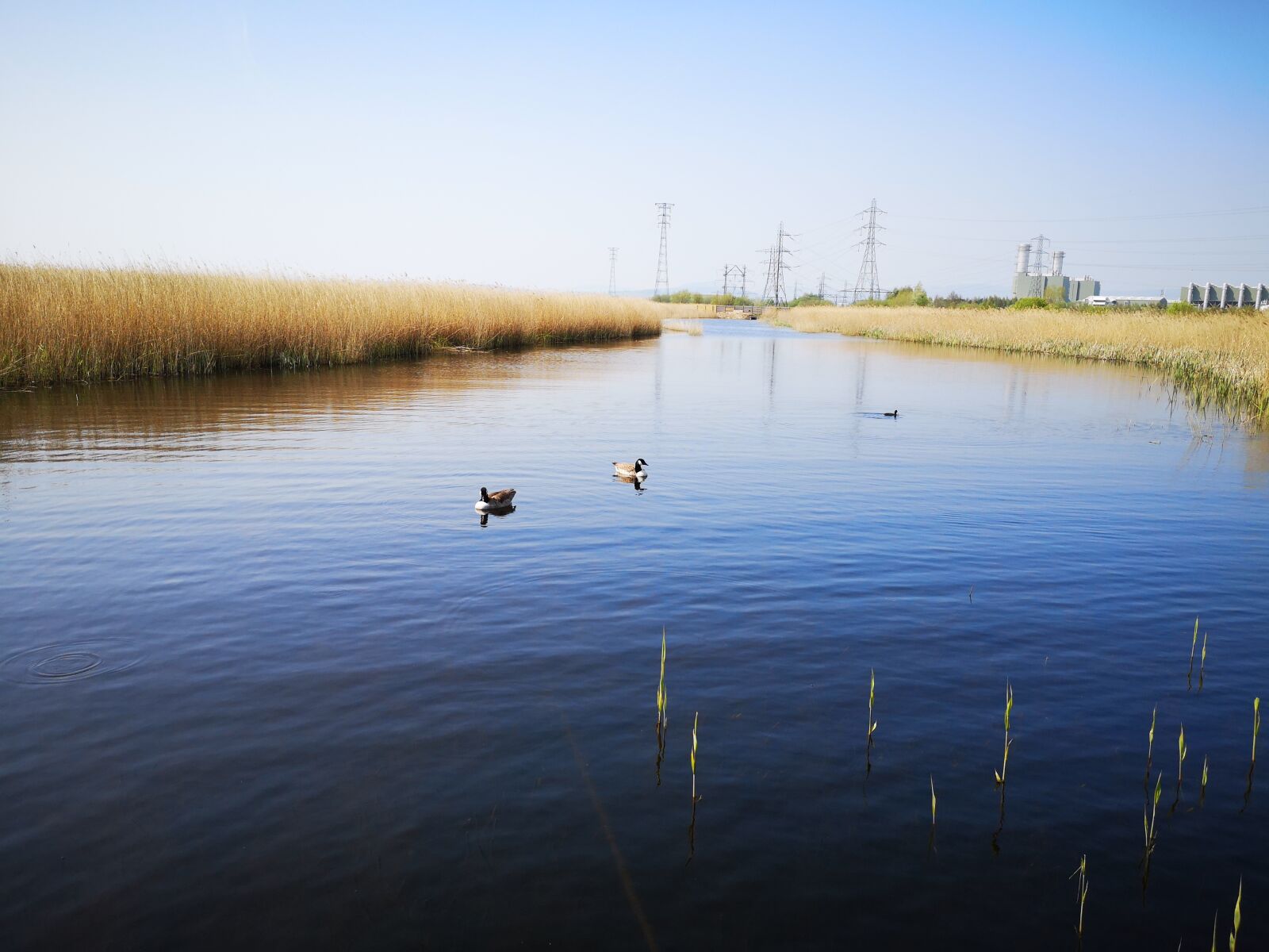 HUAWEI P20 sample photo. Newport, wales, wetlands photography