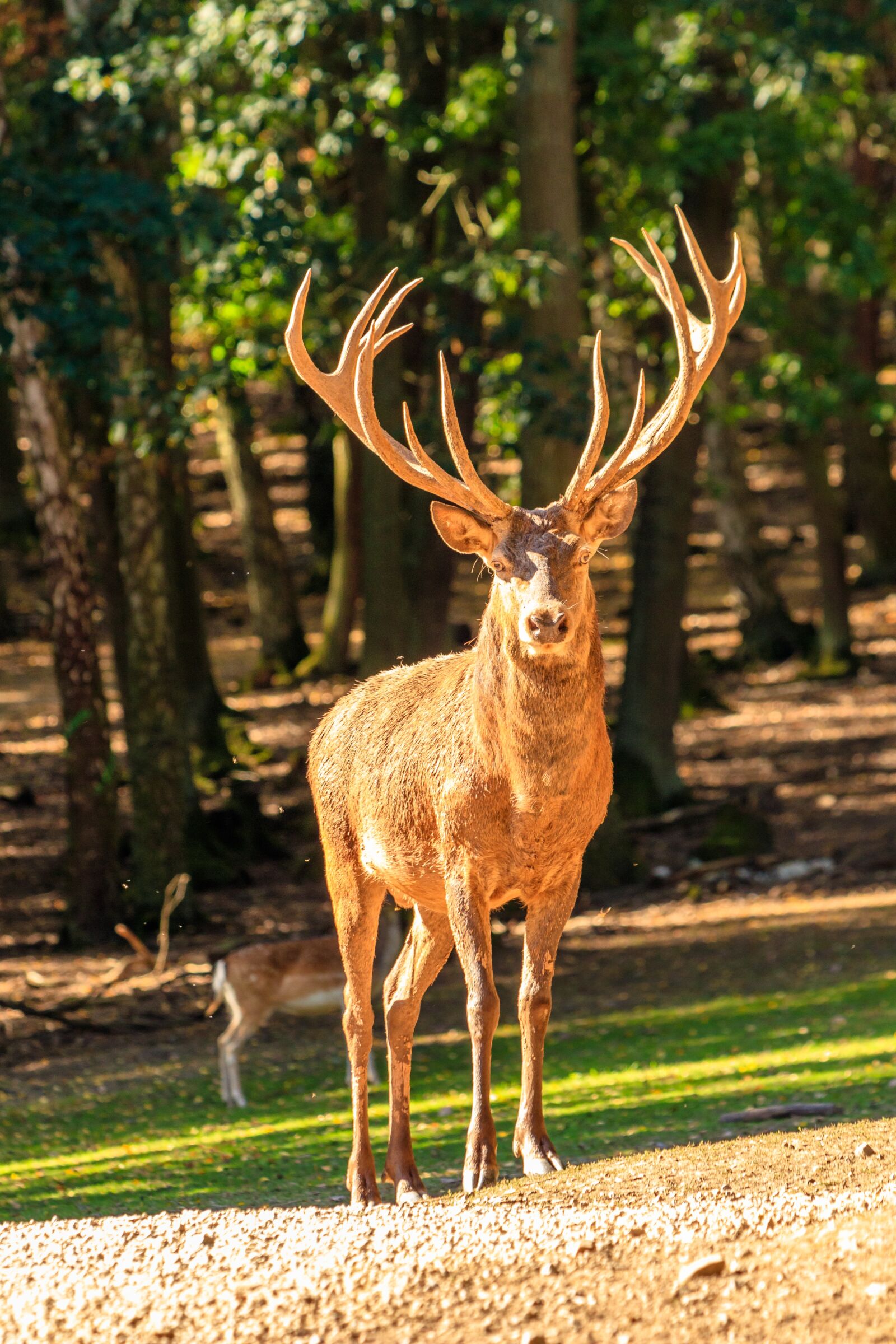 Canon EF 70-300 F4-5.6 IS II USM sample photo. Hirsch, wild, nature photography