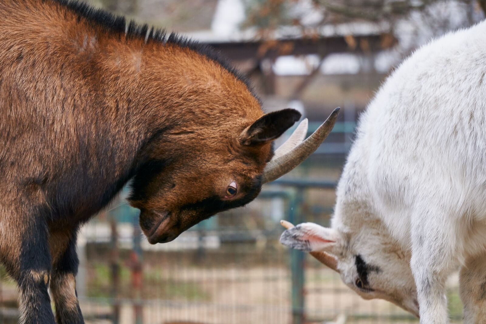 Sony a6000 + Sony E 55-210mm F4.5-6.3 OSS sample photo. Goats, fight, deals photography