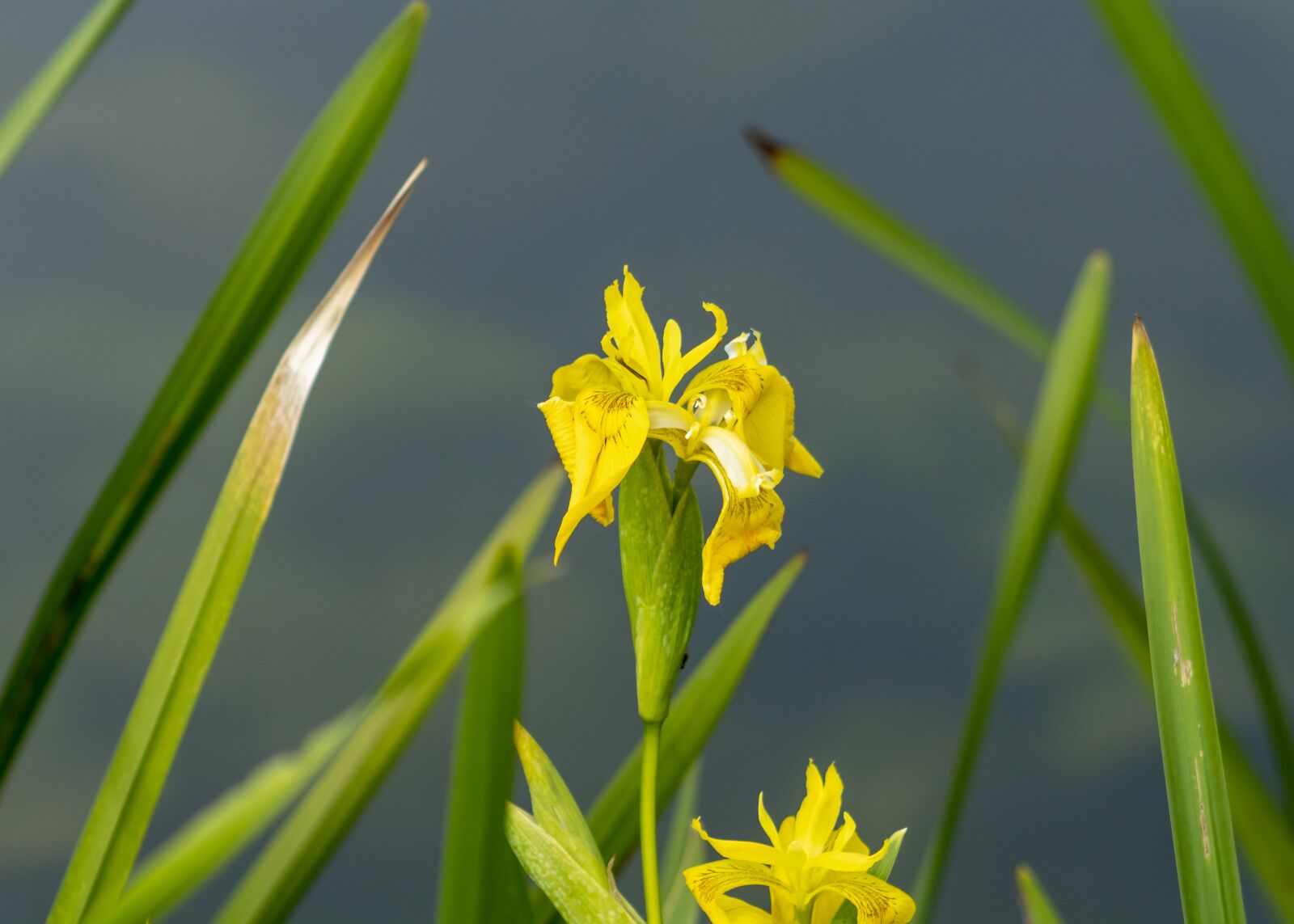 Canon EF75-300mm f/4-5.6 sample photo. Wildflower, fleur-de-lis, flower photography