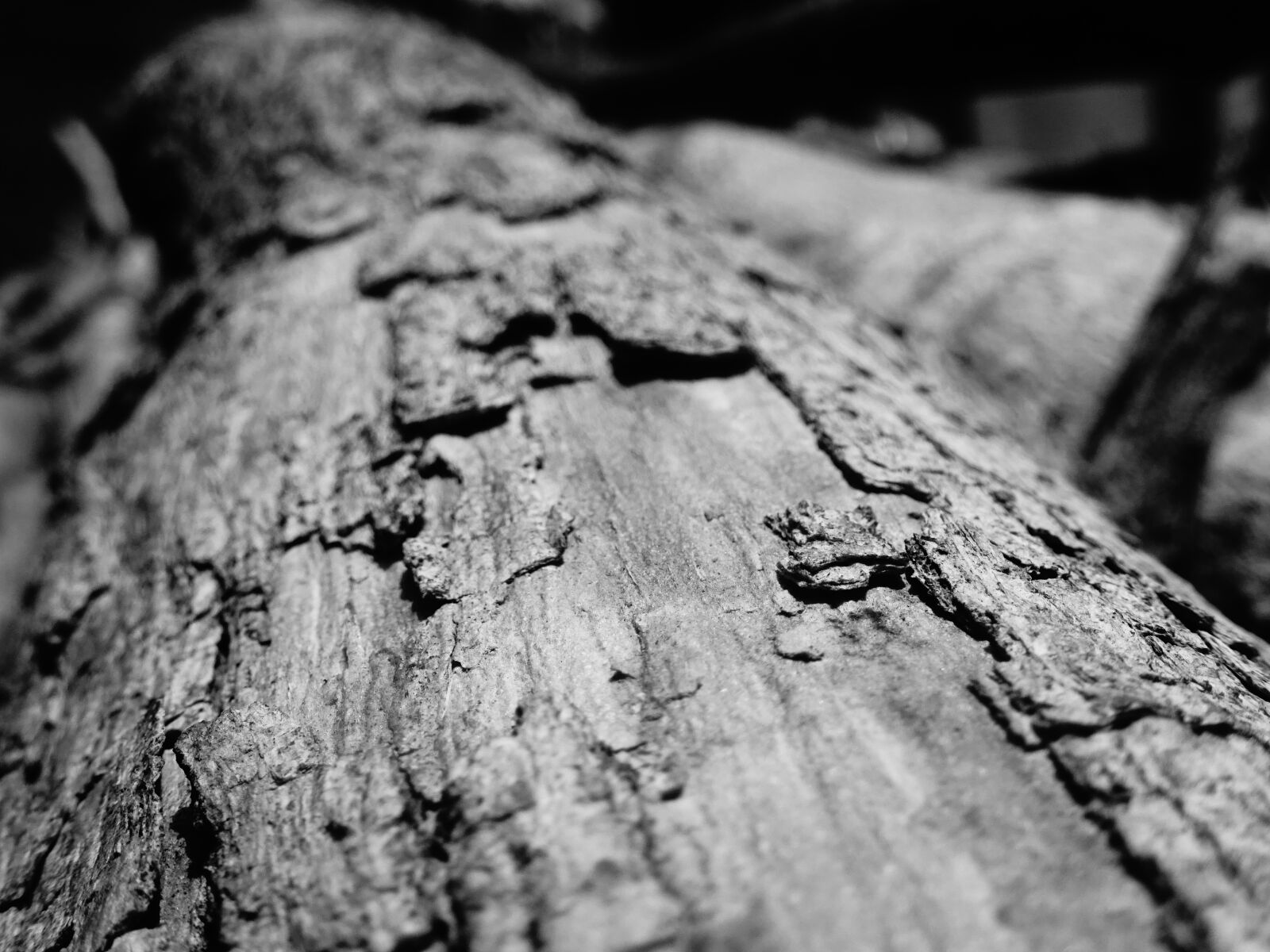 Sony Cyber-shot DSC-WX350 sample photo. Bark, black, and, white photography