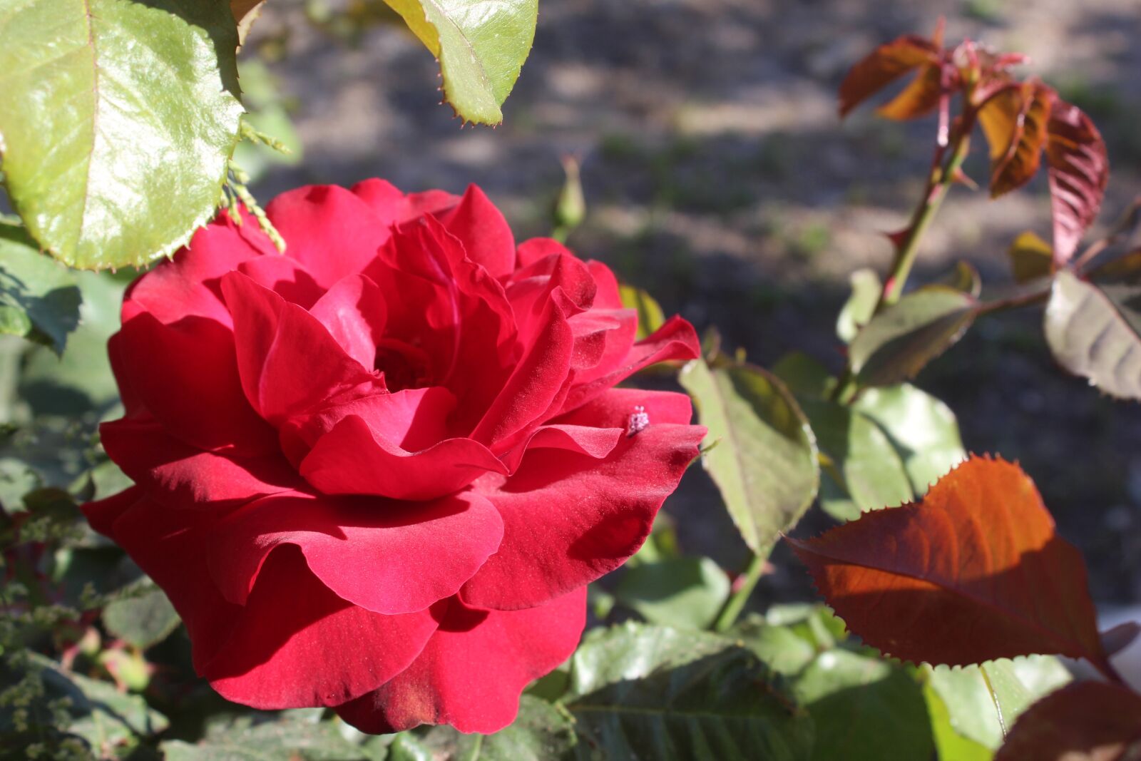 Canon EOS 650D (EOS Rebel T4i / EOS Kiss X6i) sample photo. Rose, garden, aqil photography